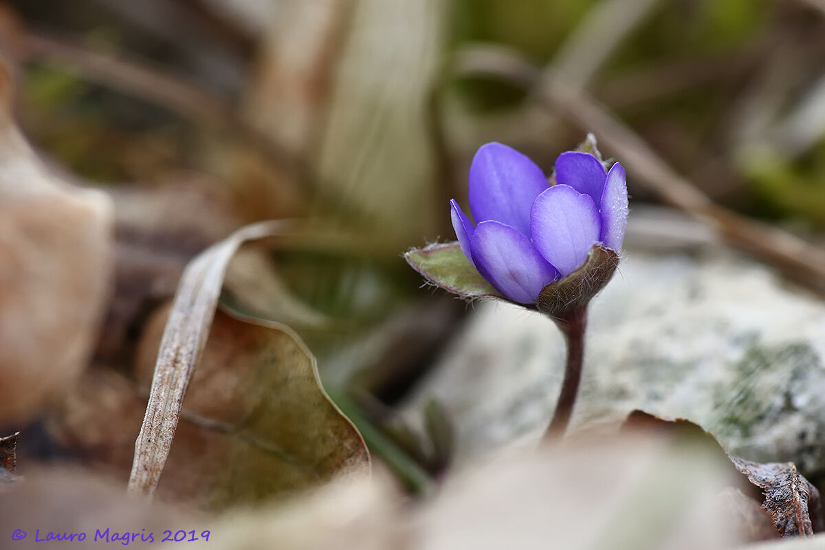 Hepatica