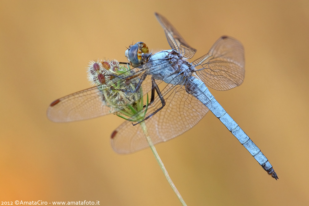 Orthetrum brunneum (Fonscolombe, 1837) - Libellulidae