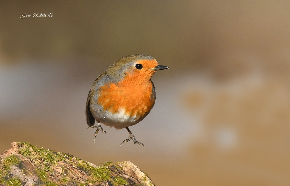 Robin Balzellante...