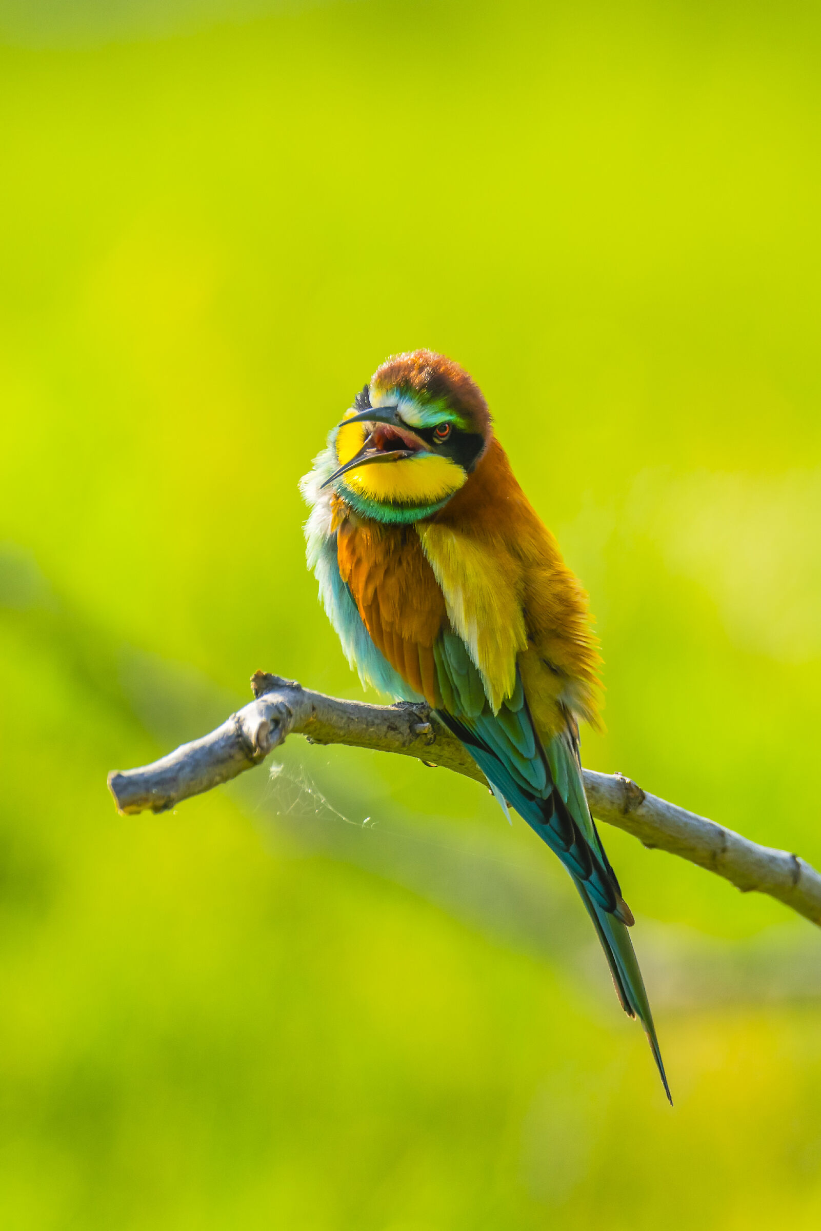 Angry Bee-eater