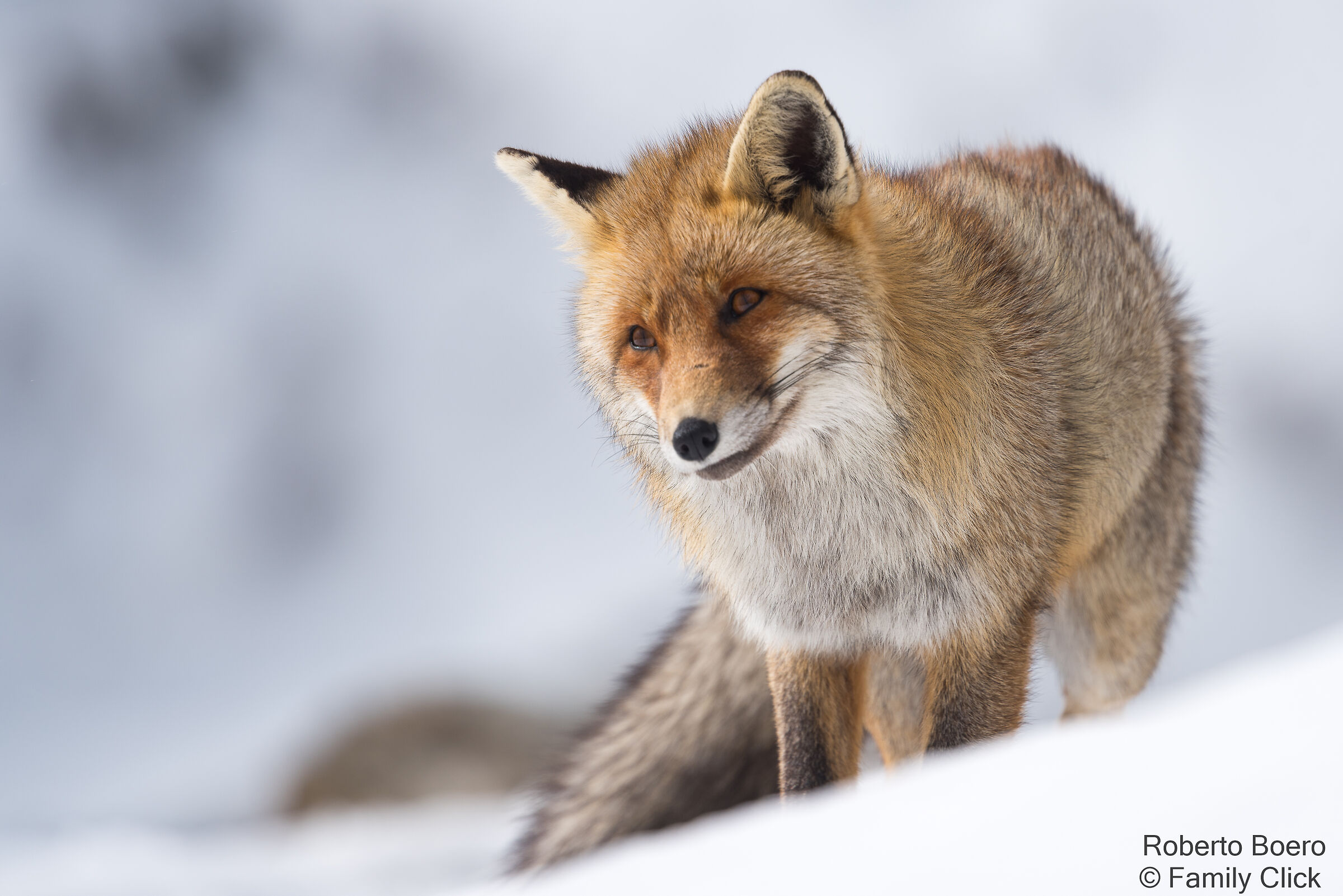 Red fox