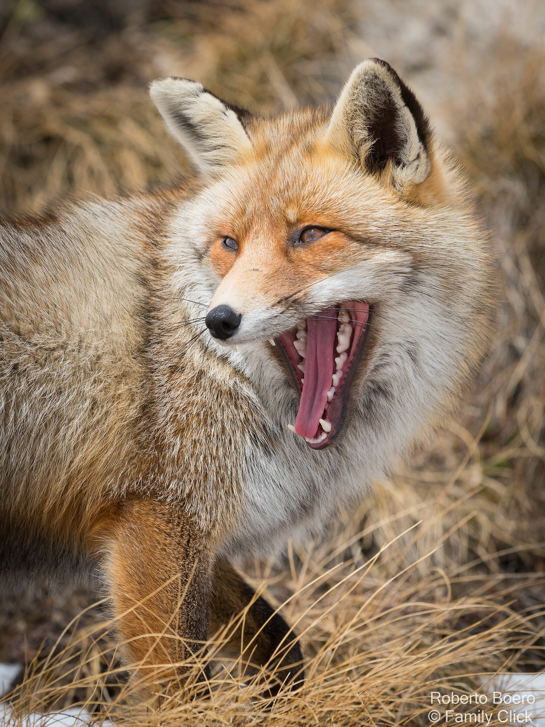 Red fox
