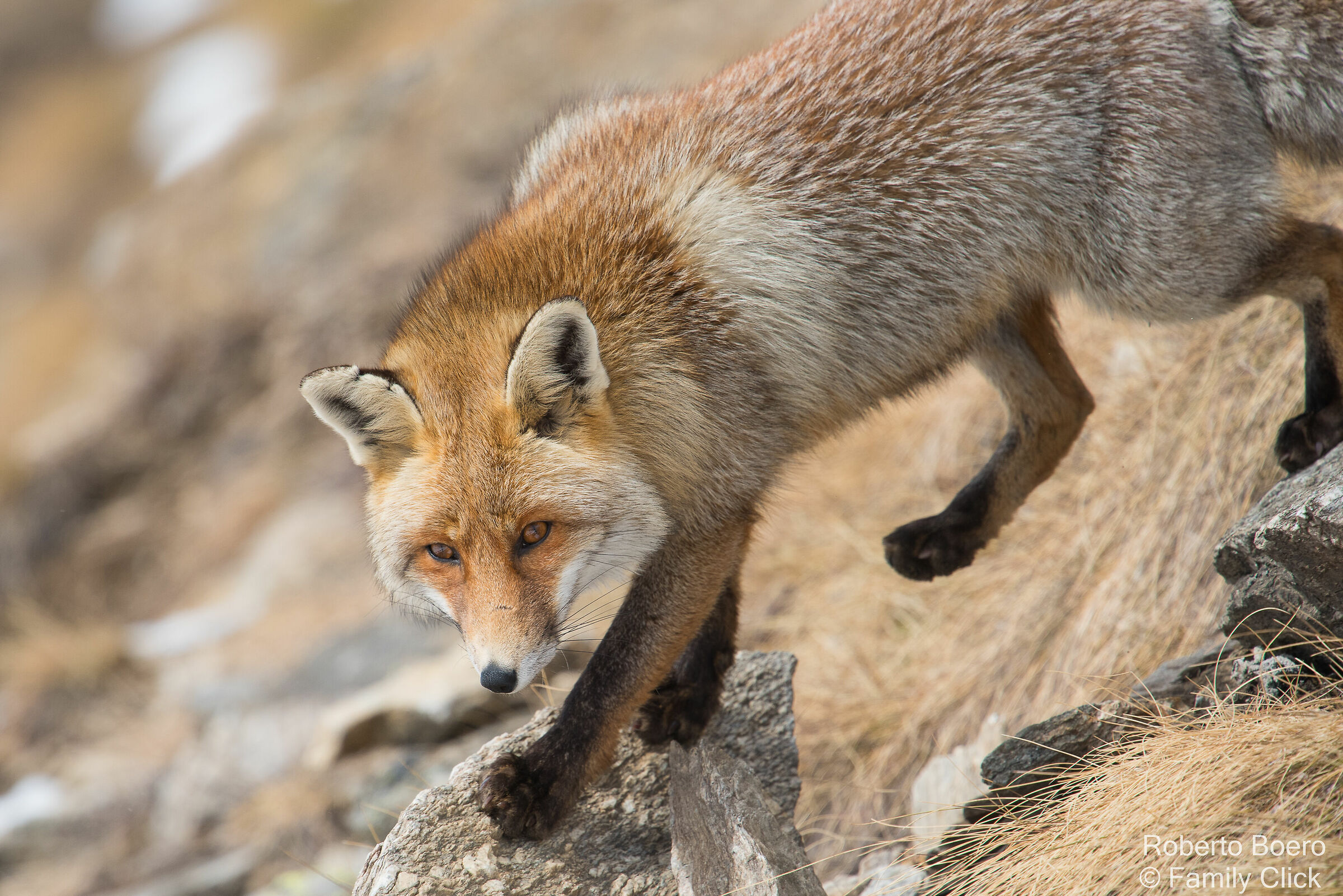 Red fox
