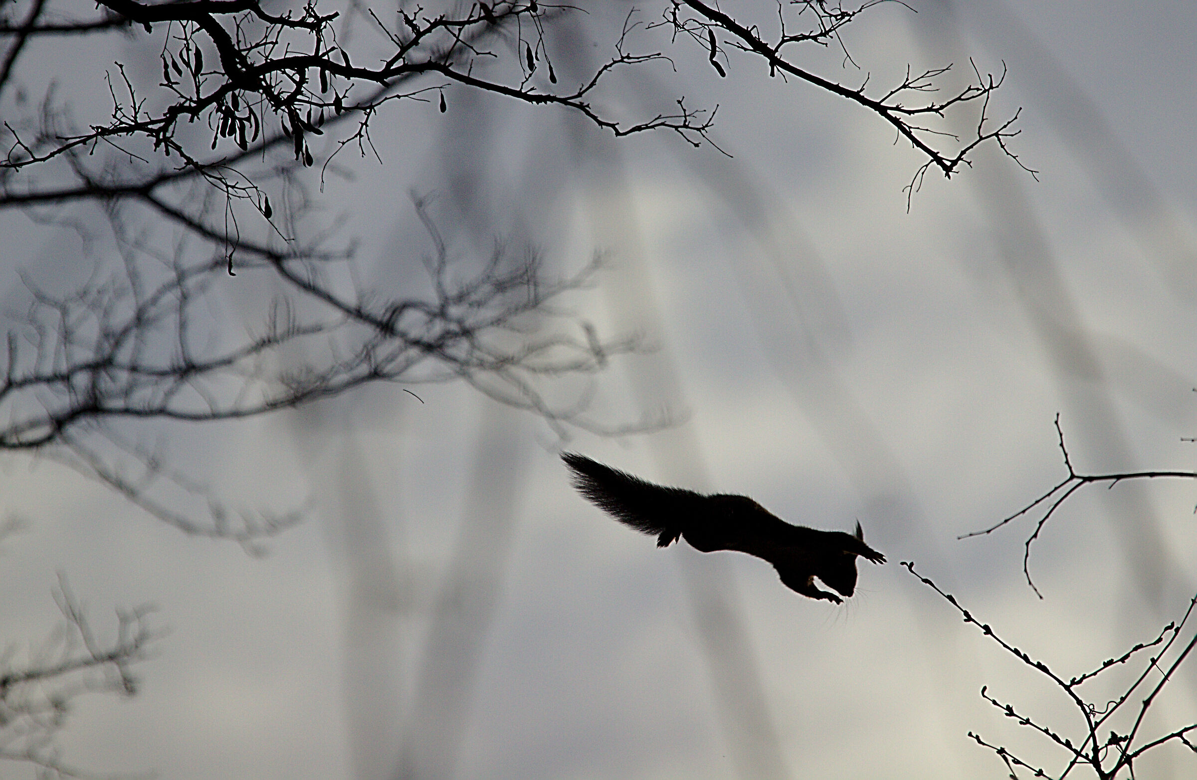 Where are the wings?