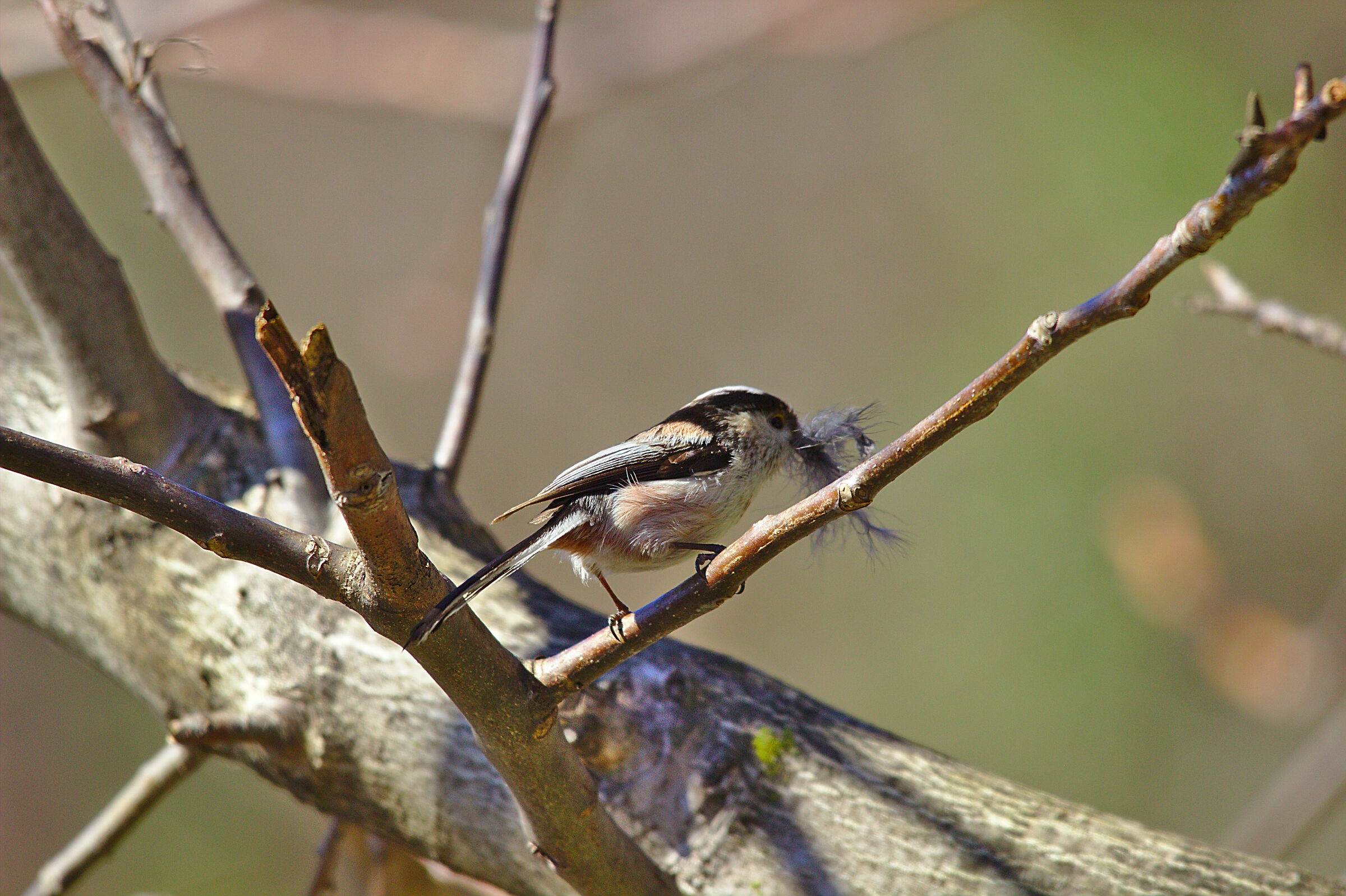 What are you doing on my walnut?