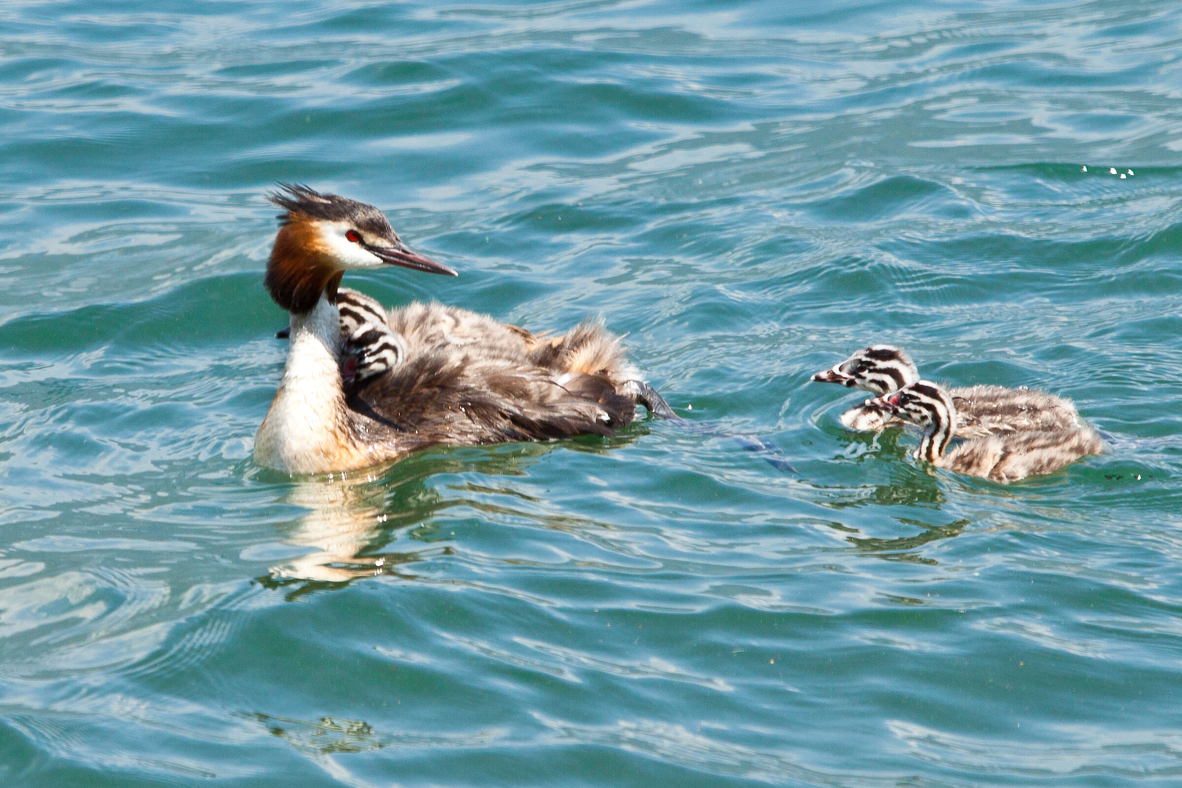 Major Crested Grebe and offspring