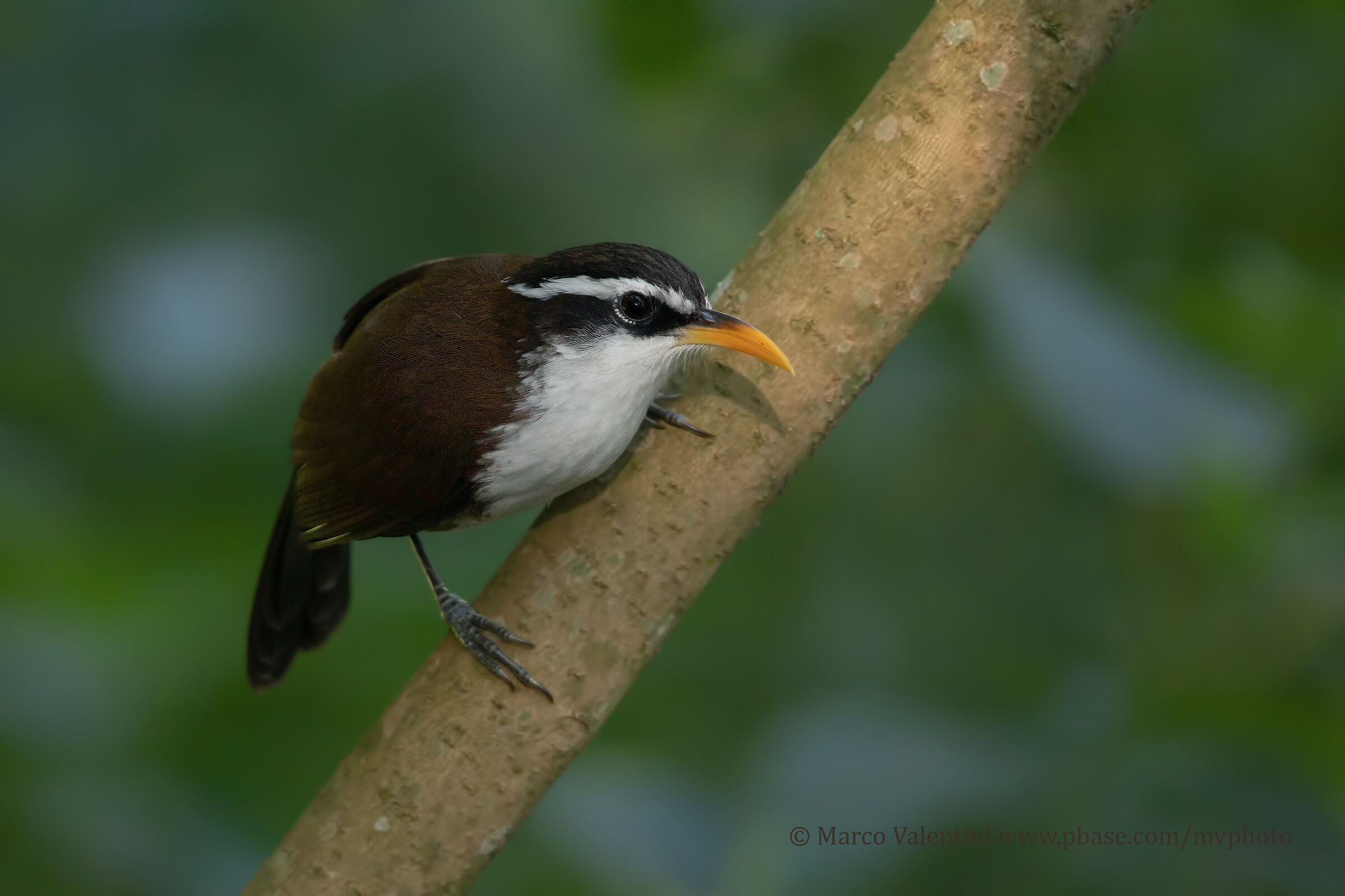 Sri Lanka Scimitar-billed Babbler