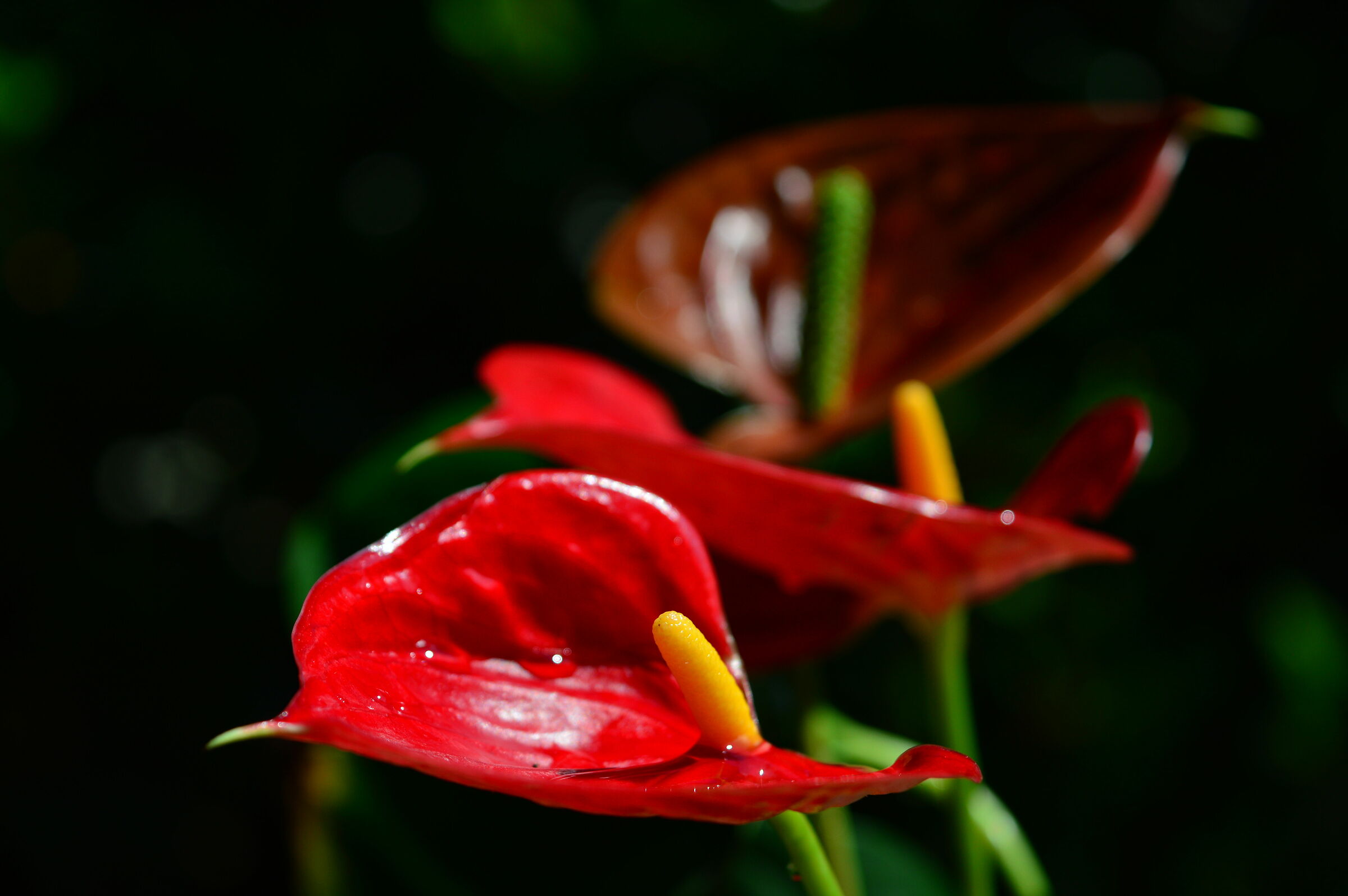 Anthurium