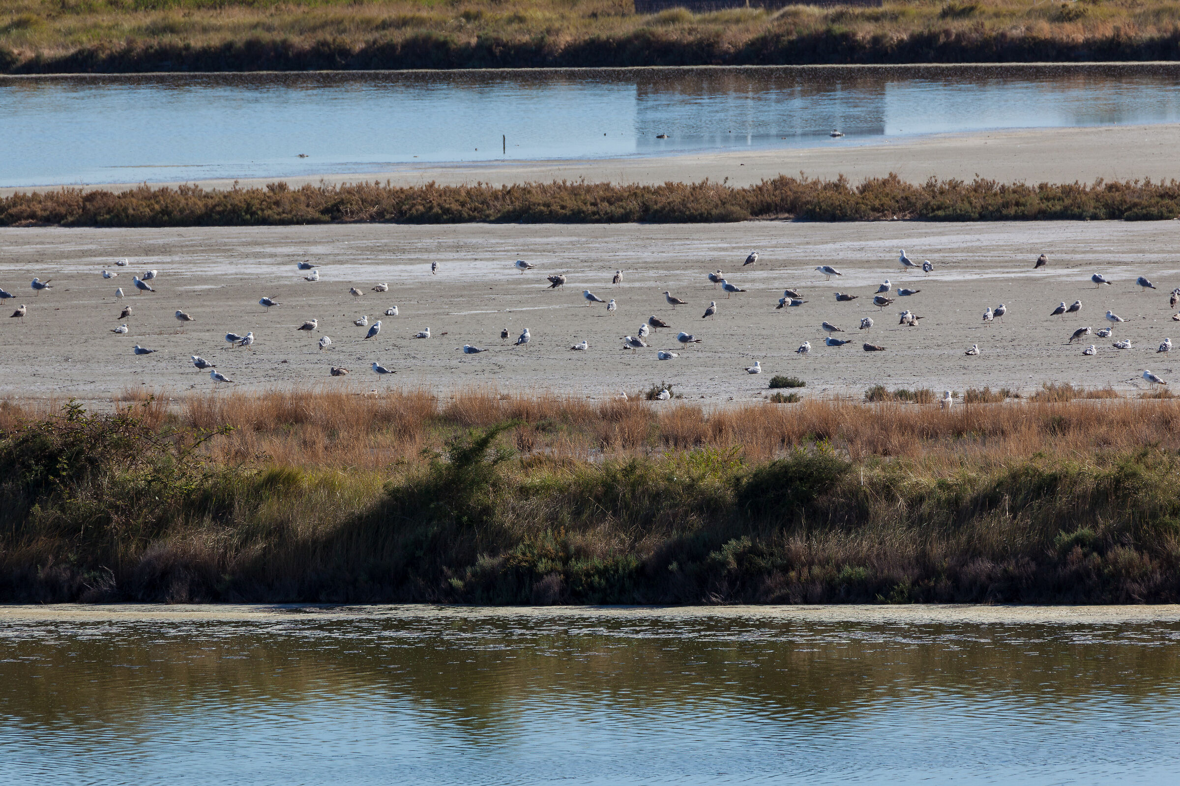 Saline di Comacchio