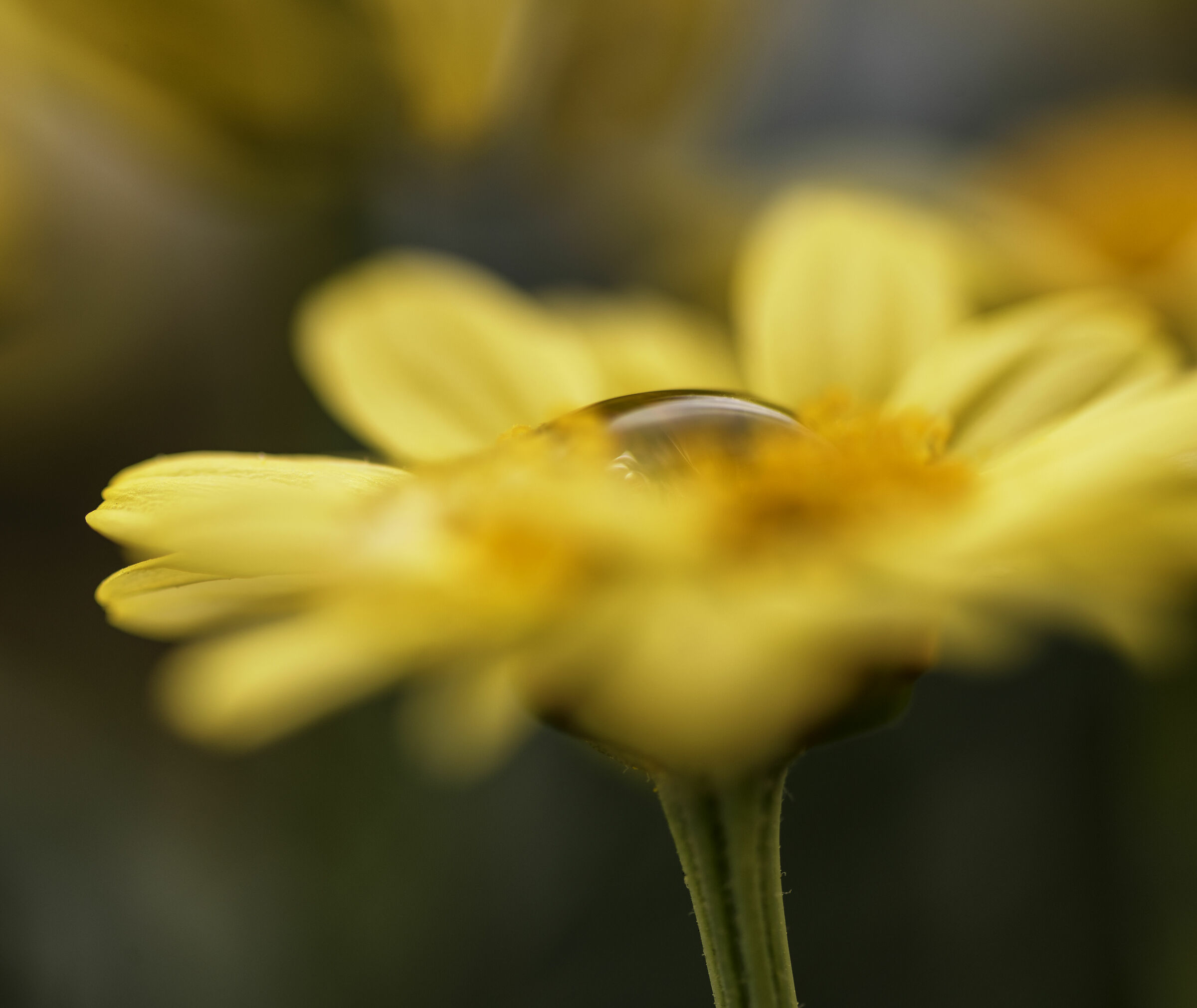 The drop on the flower