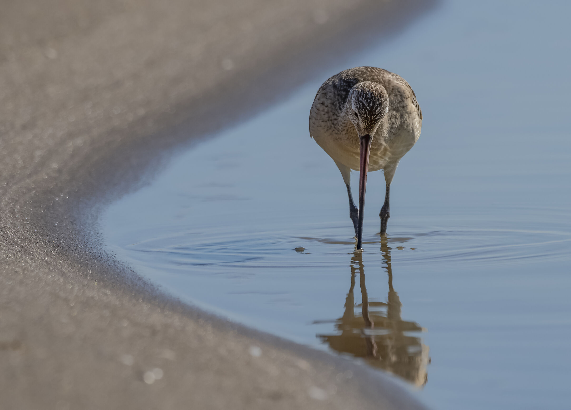 Pittima limosa lapponica