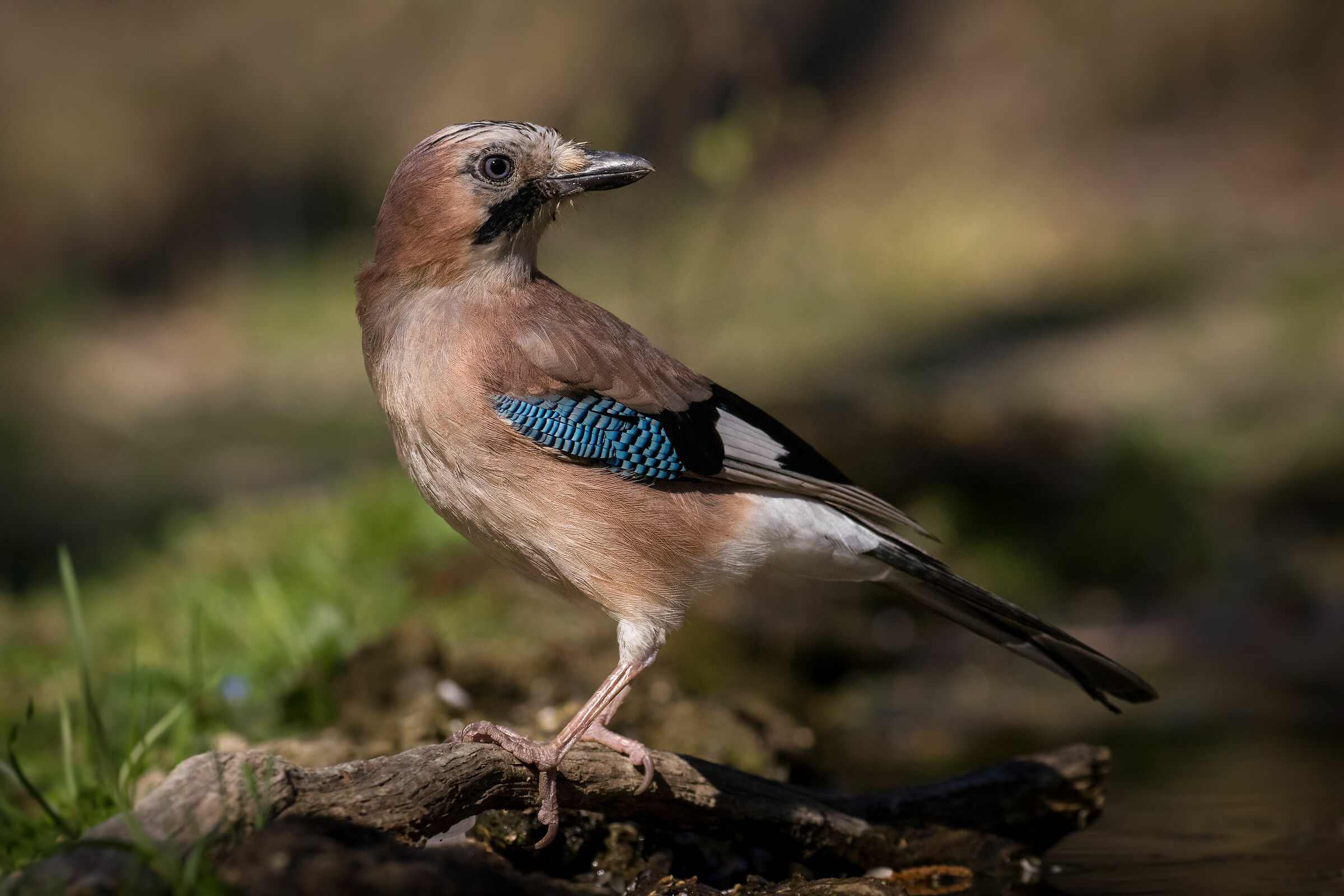 ma quanto sono bella...  (Ghiandaia)