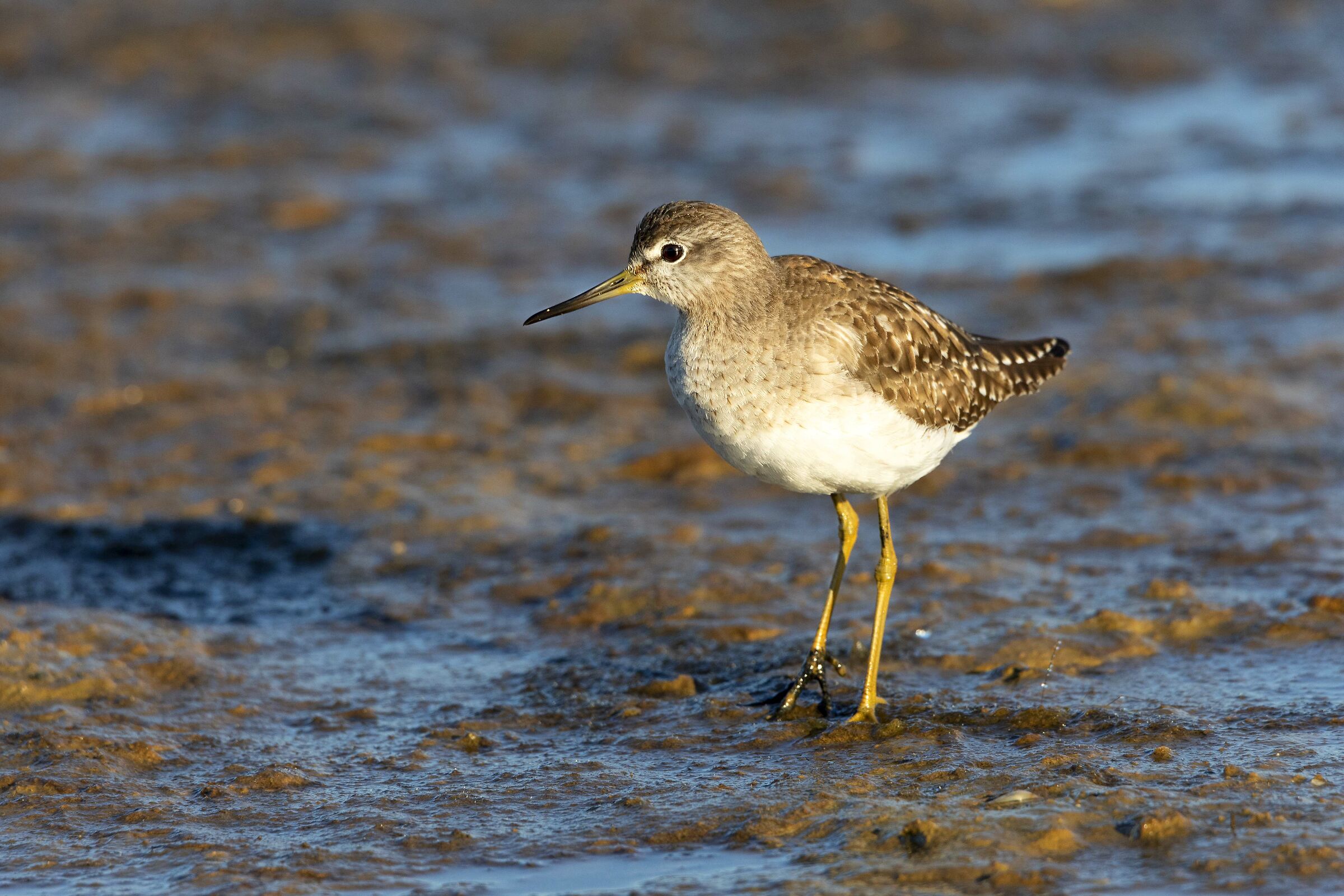 Piro Piro Boschereccio