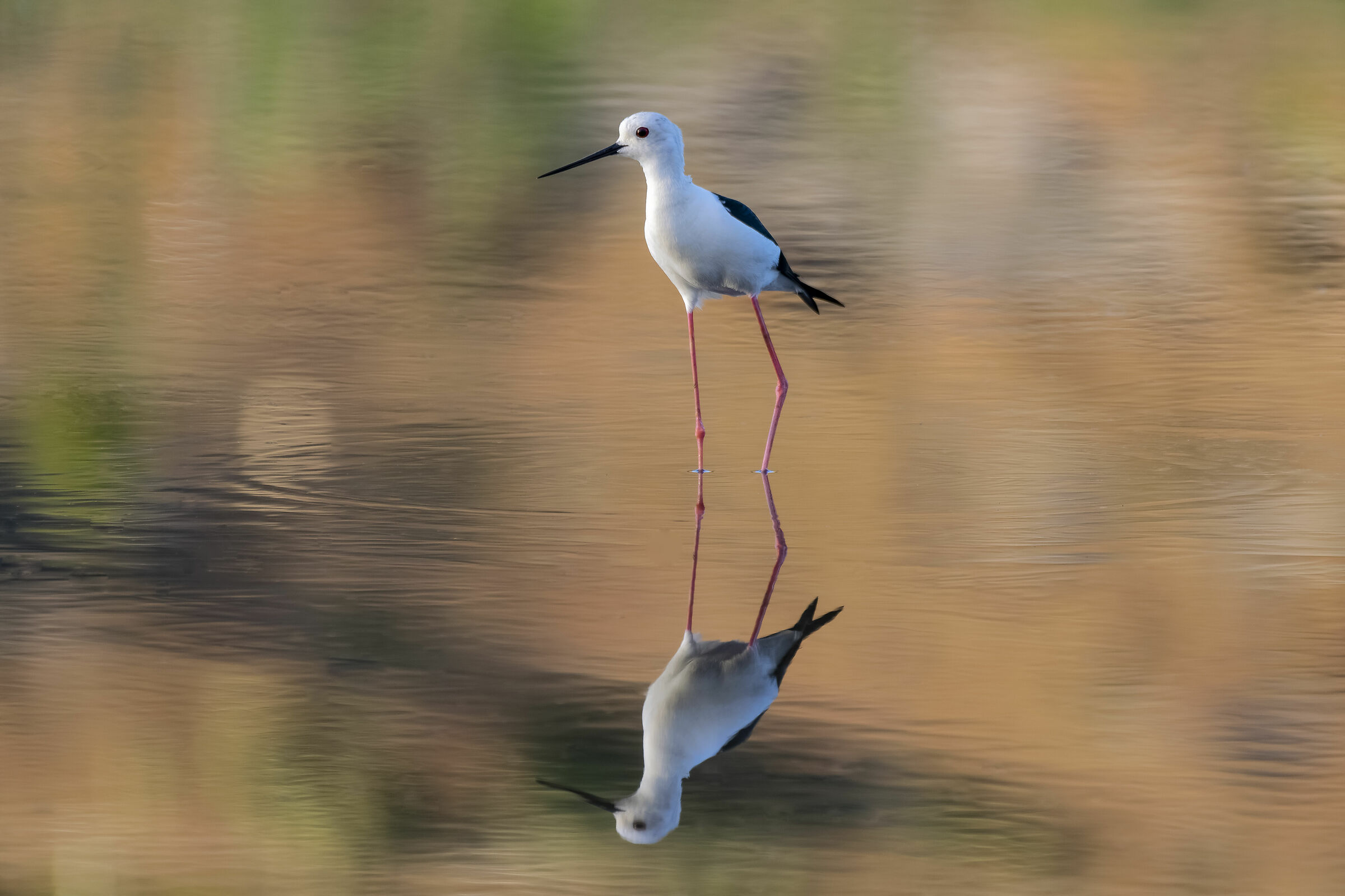 Cavaliere d' Italia multicolor