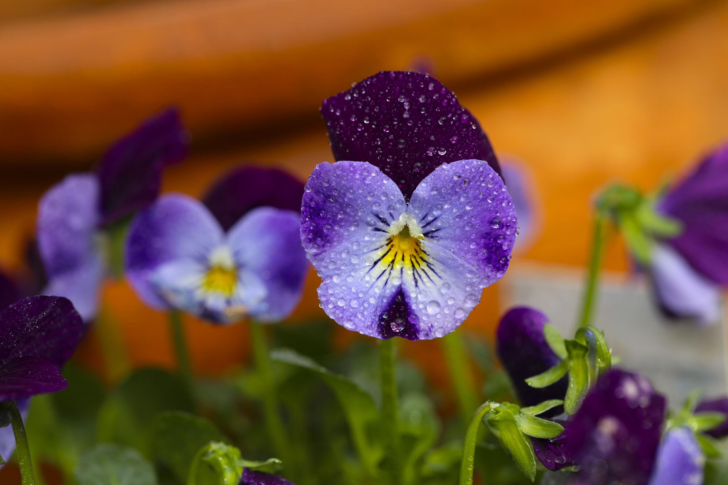 Viola cornuta