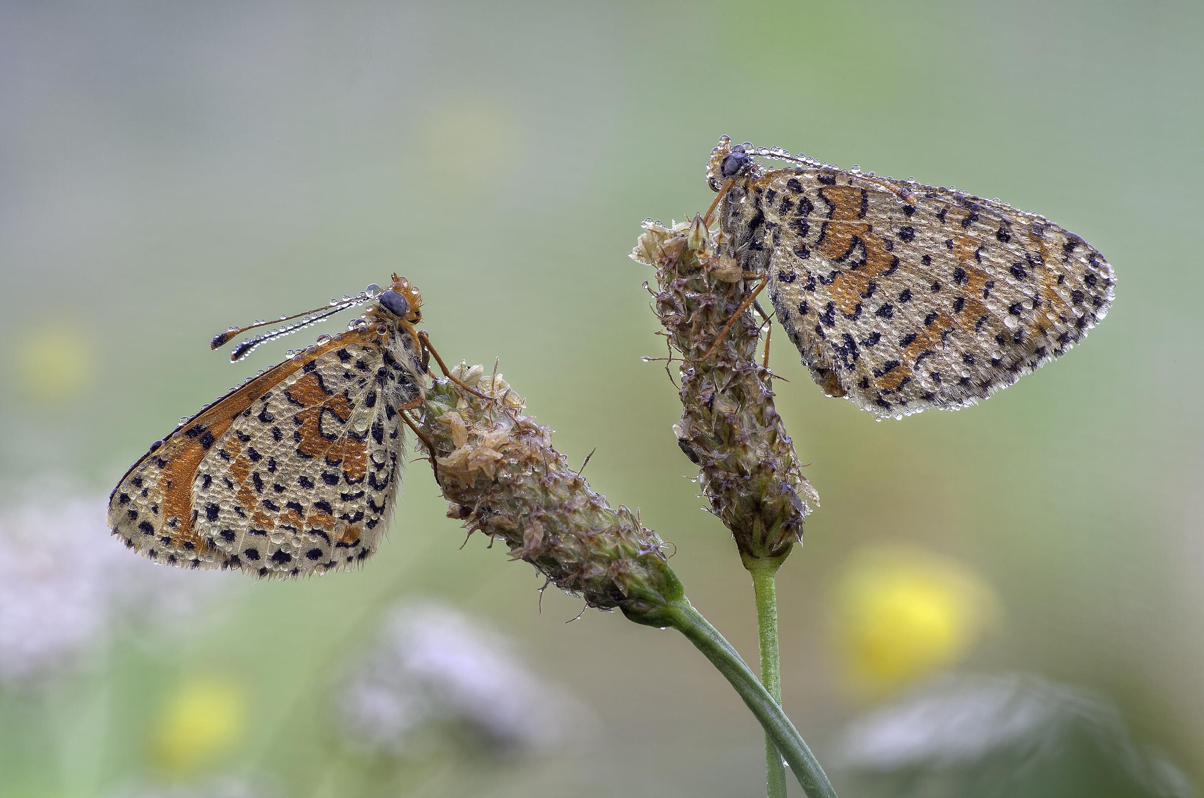 Melitaee vintage (2014)