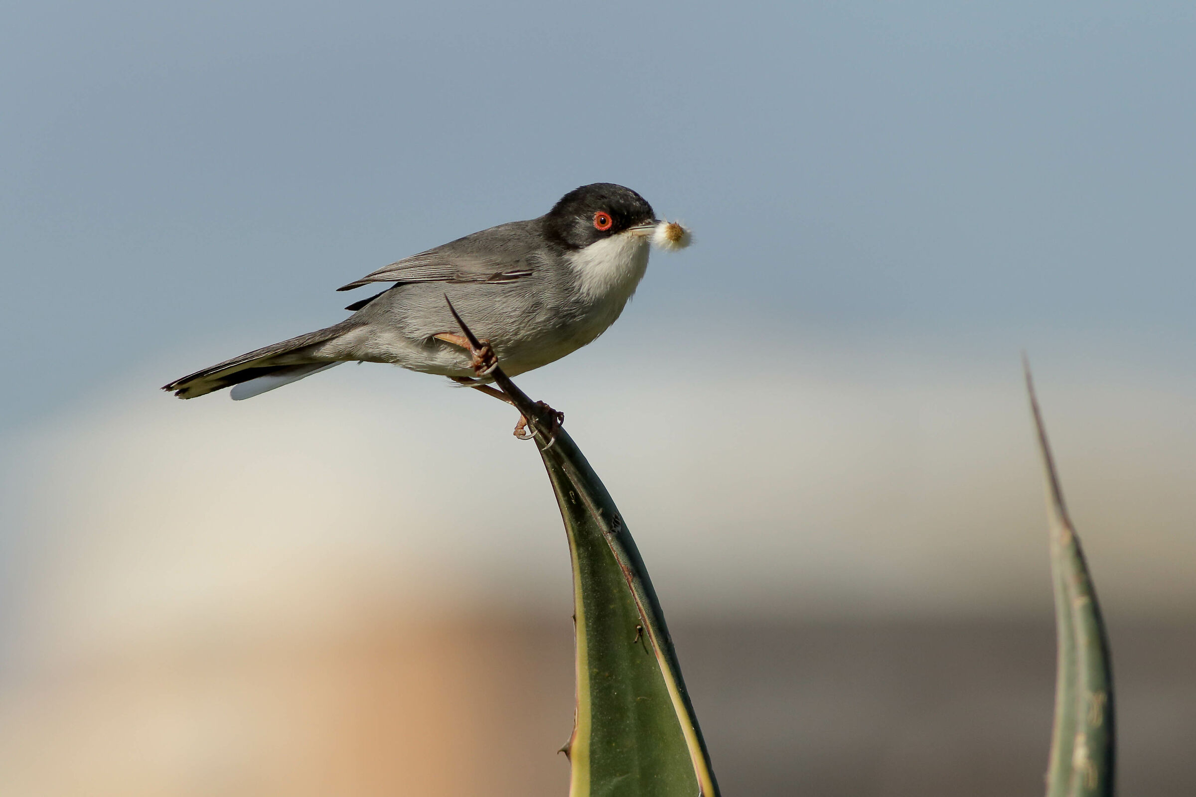 Sardinian Warbler