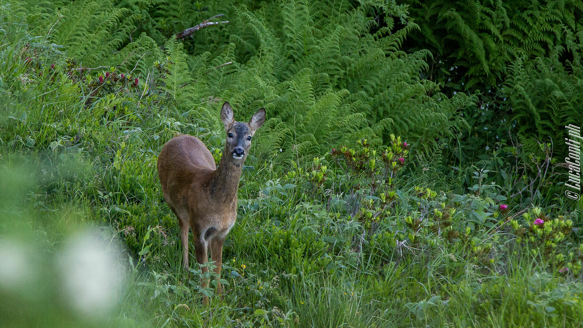 Capriolo (Valsassina)