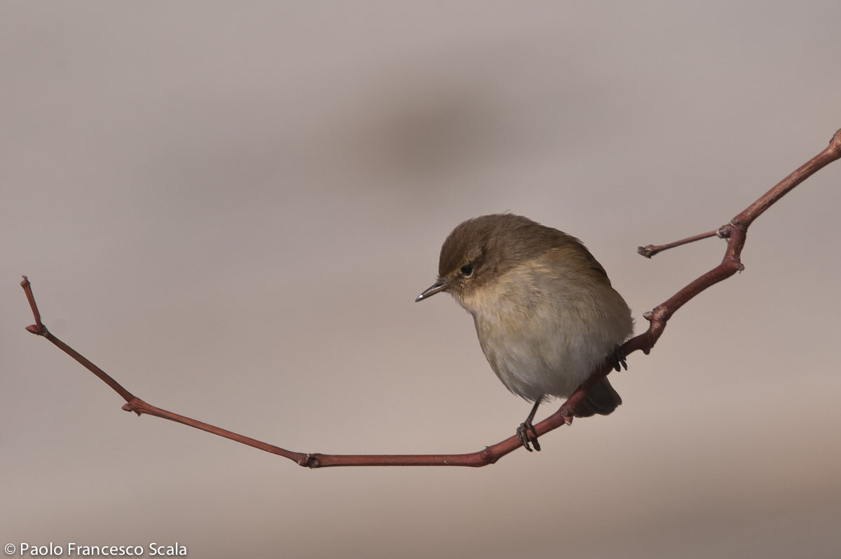 Chiffchaff