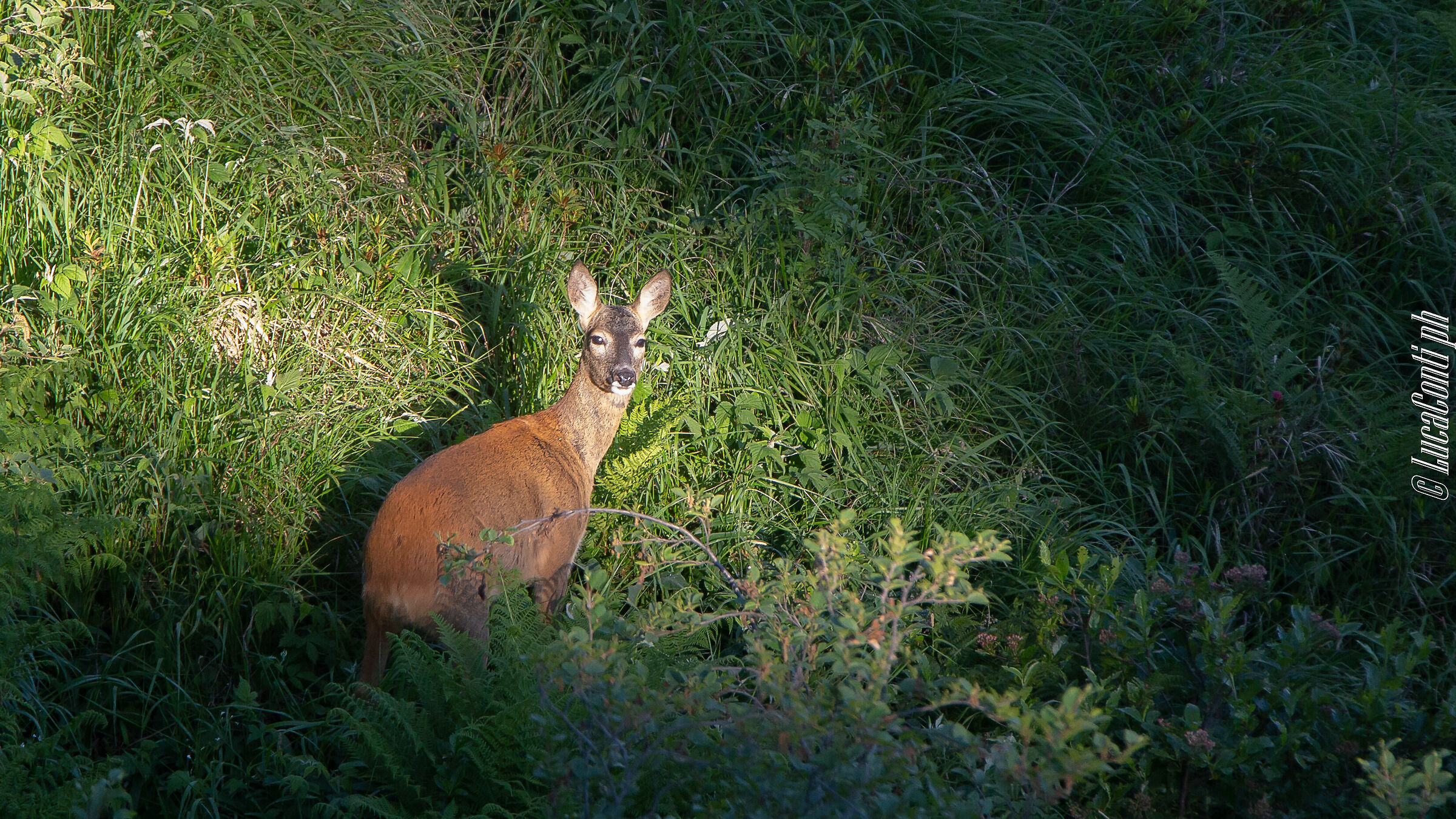 Capriolo (Valsassina)