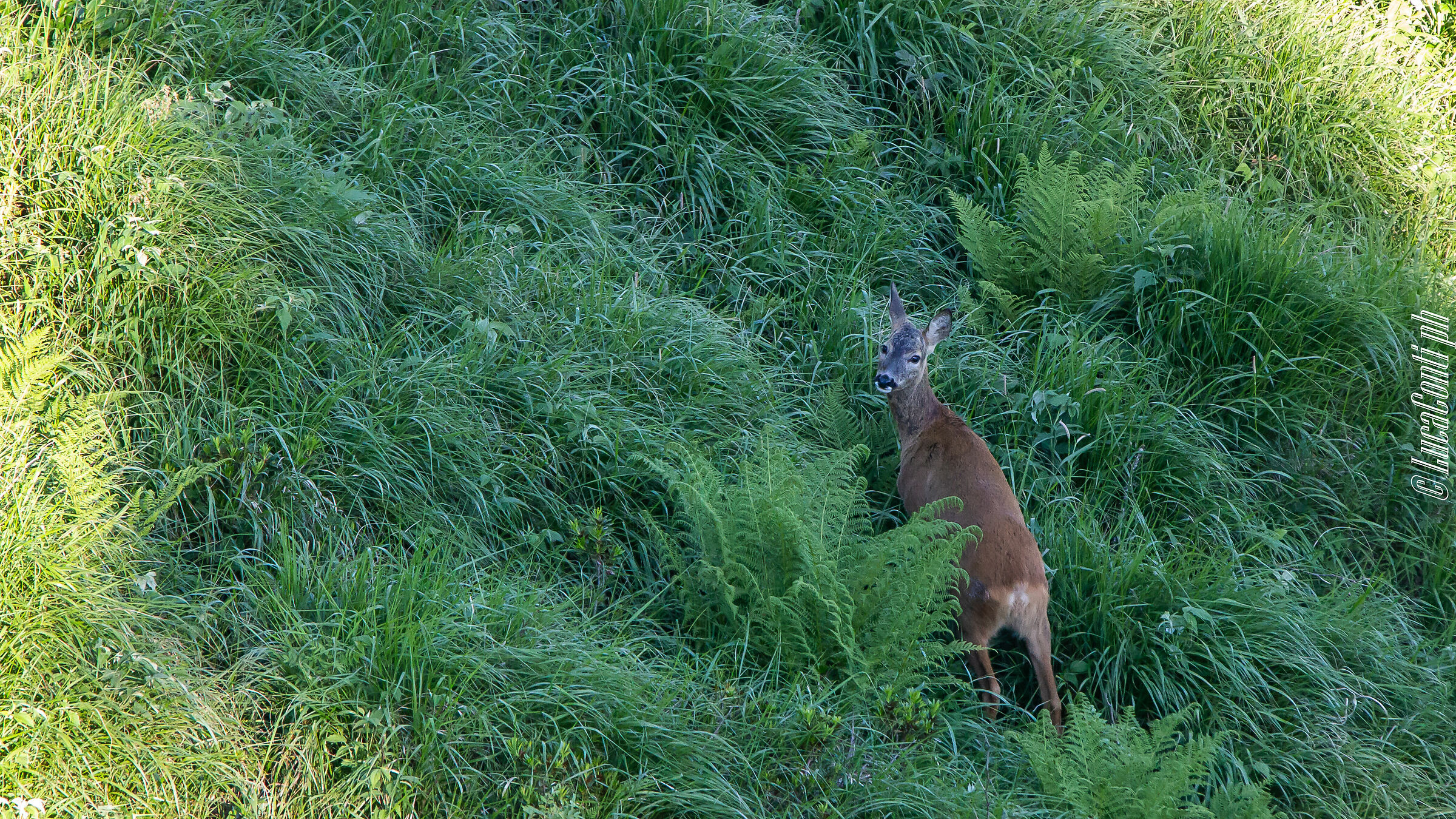 Capriolo (Valsassina)