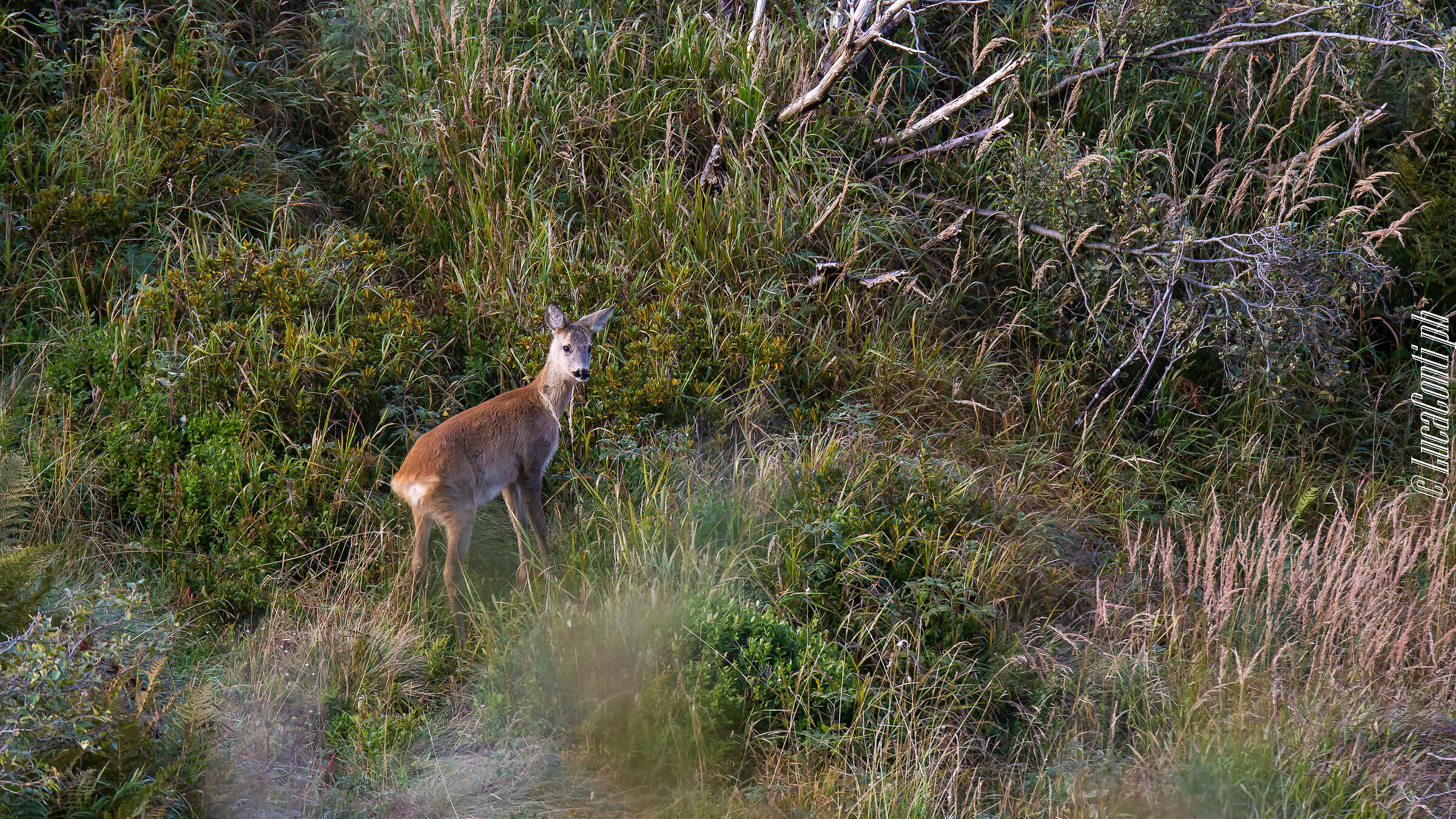 Capriolo (Valsassina)