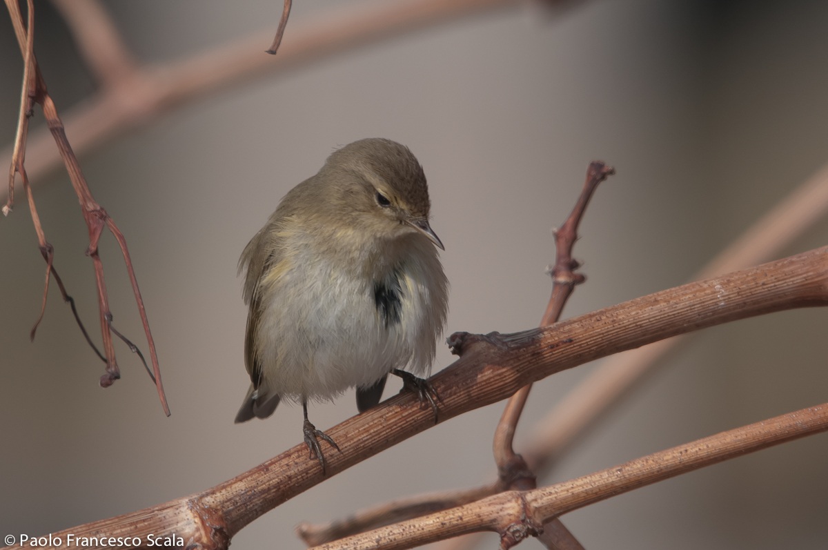 Chiffchaff