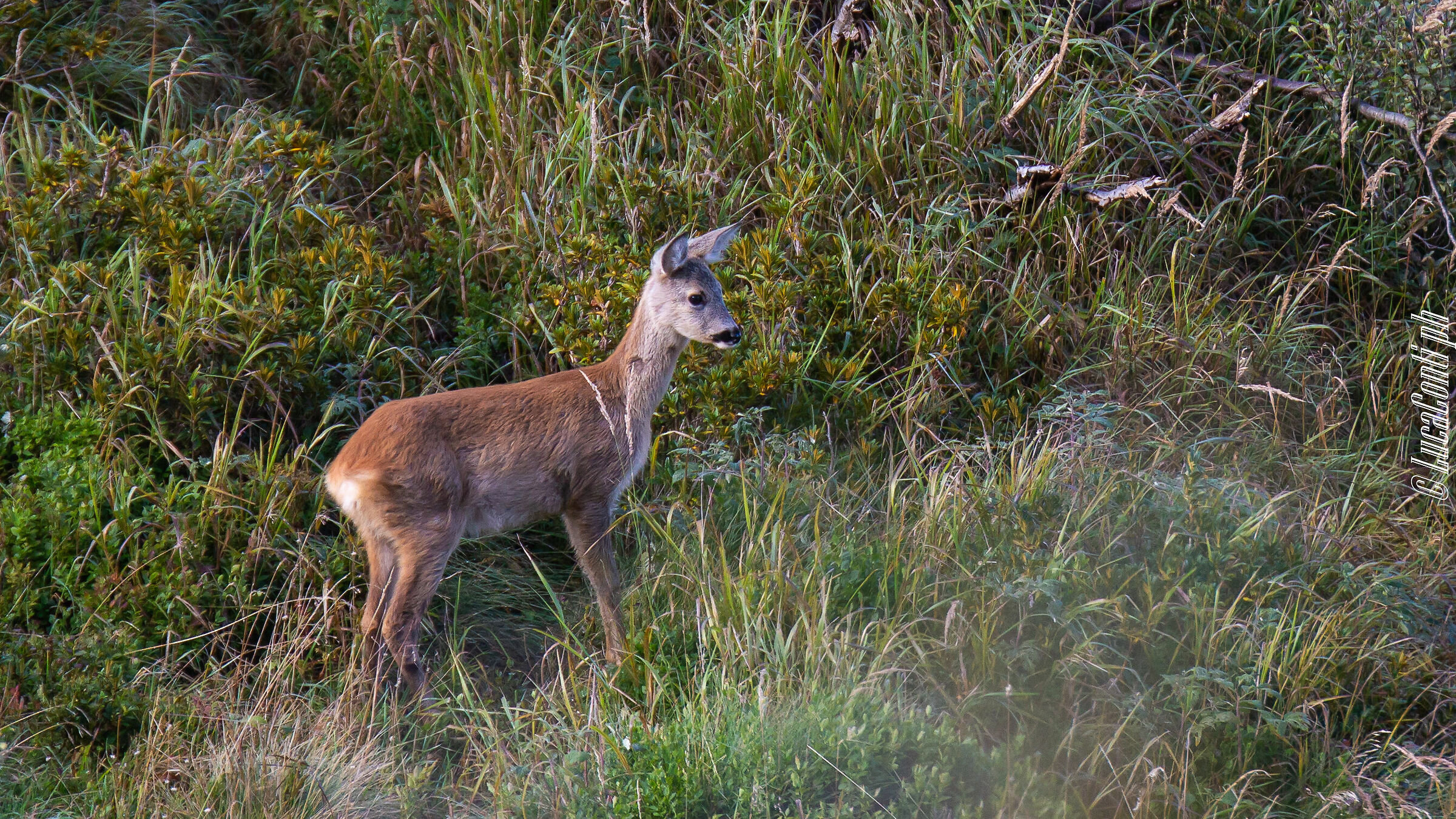 Capriolo (Valsassina)
