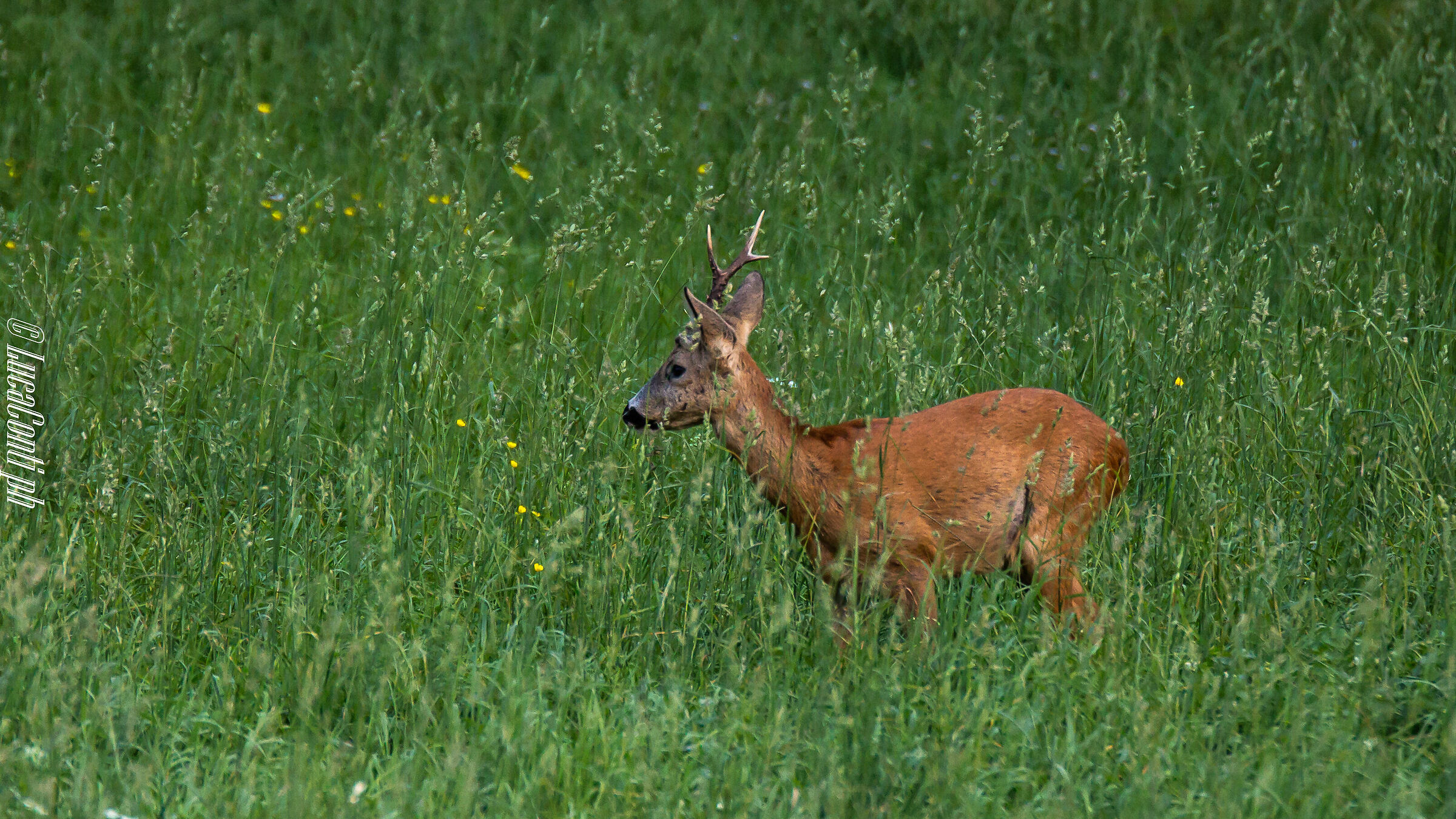 Male roe deer with a single stanga (Valsassina)