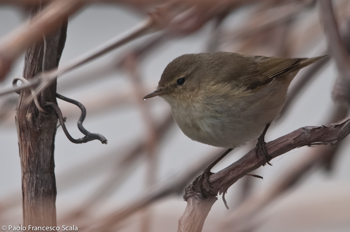 Chiffchaff