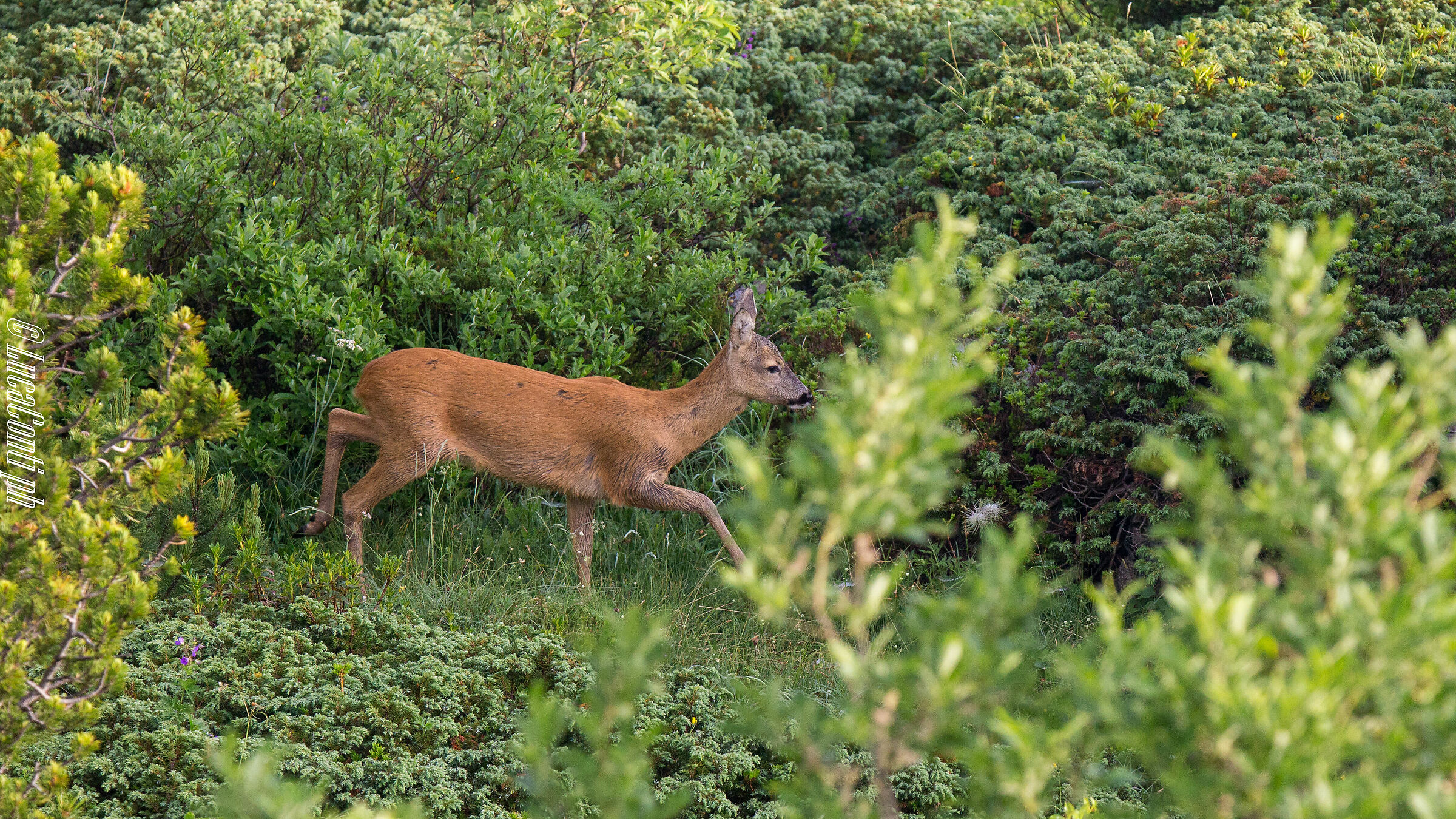 Capriolo (Valsassina)