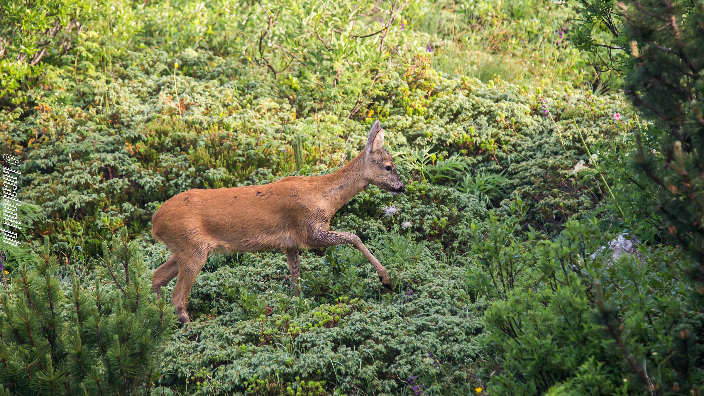 Capriolo (Valsassina)