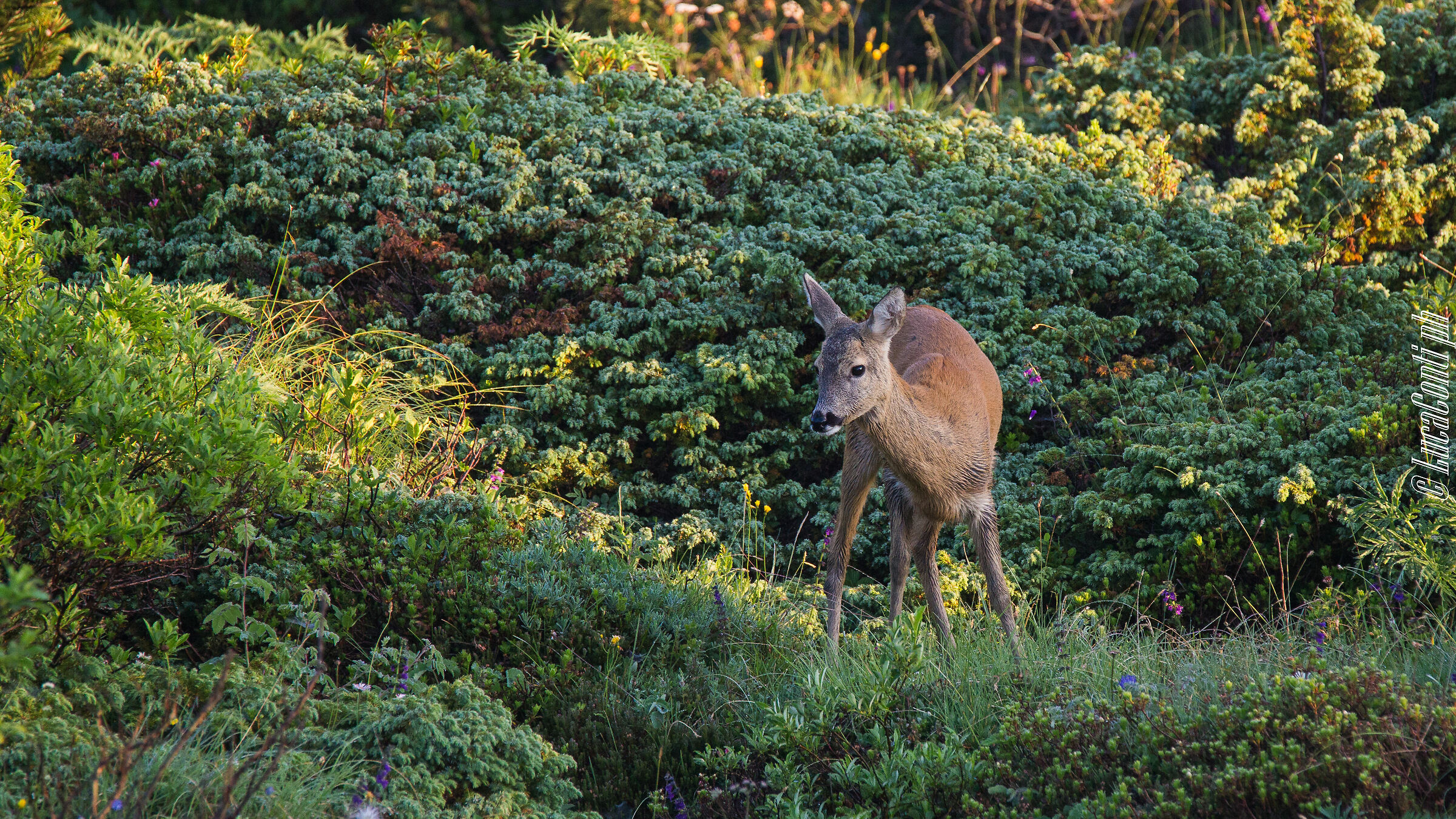 Capriolo (Valsassina)