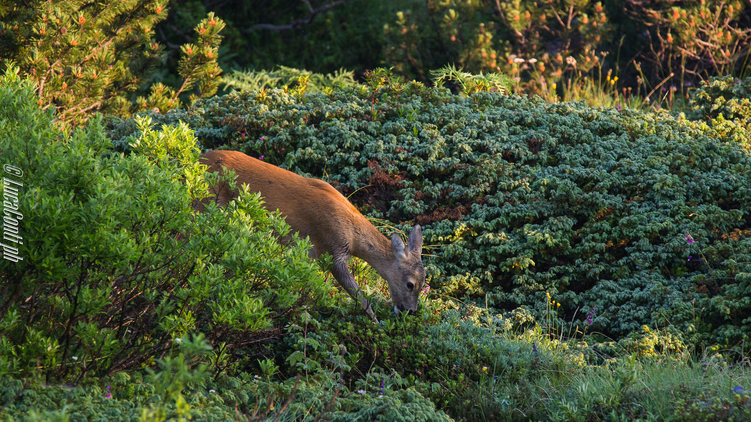 Capriolo (Valsassina)