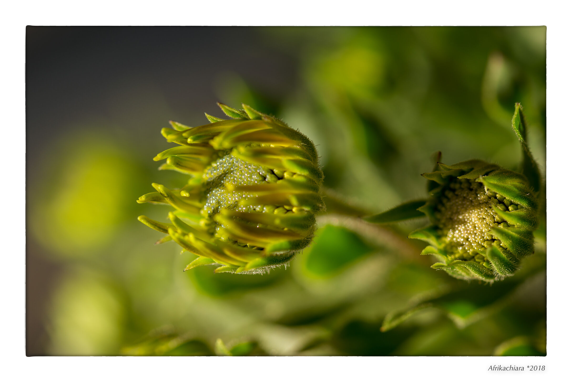 Perle nel mio giardino