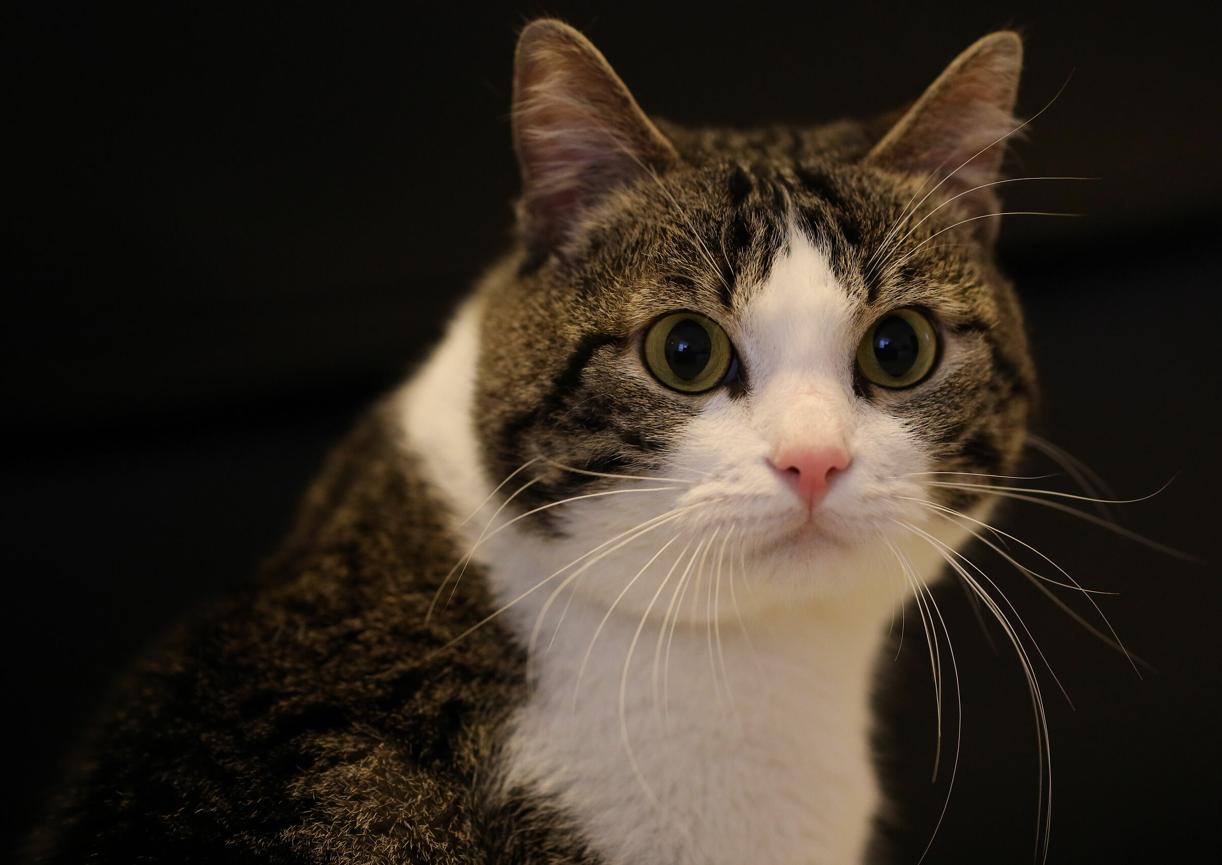 Semplicemente... Lucky