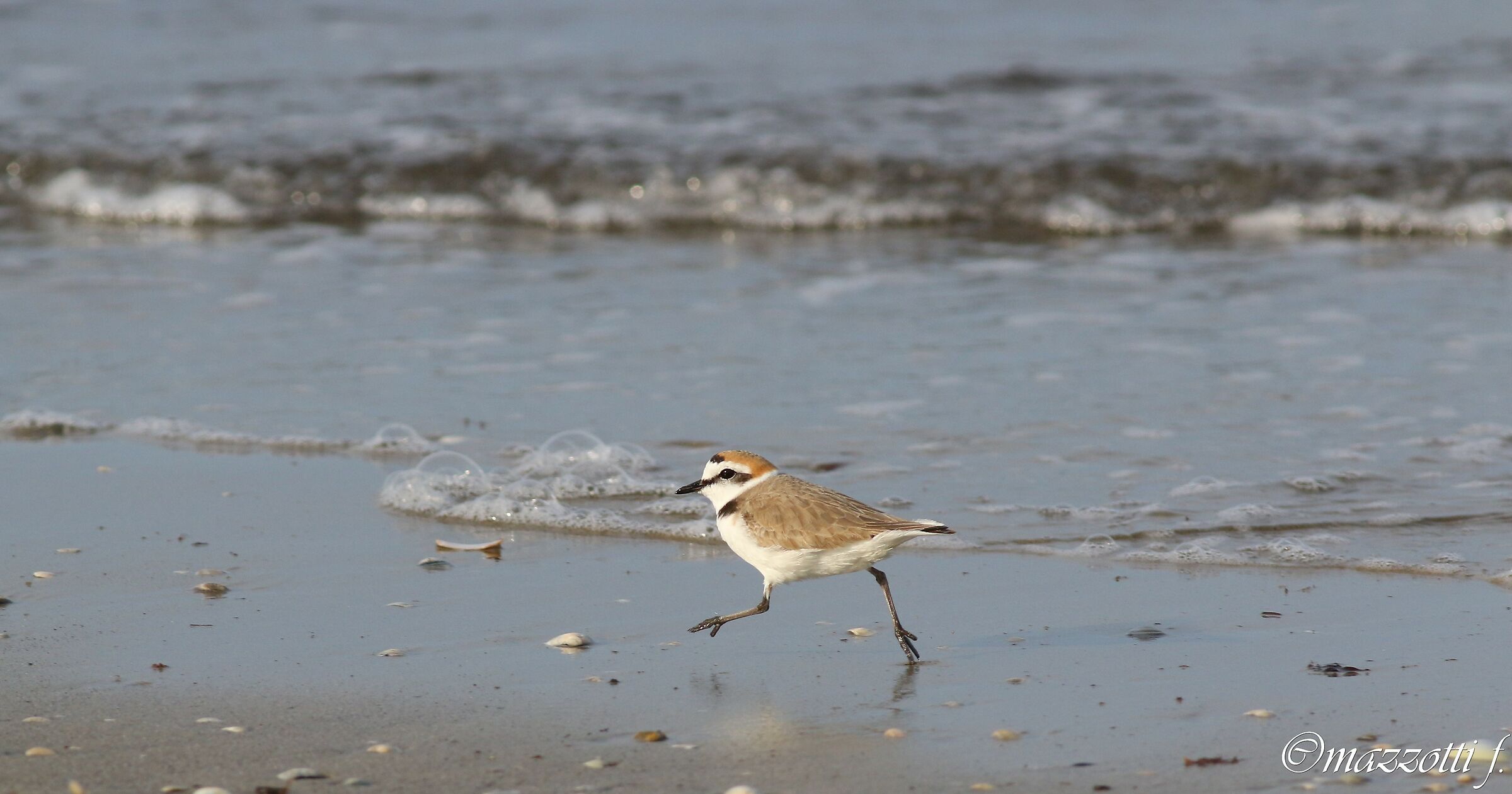 Fratino at the seaside