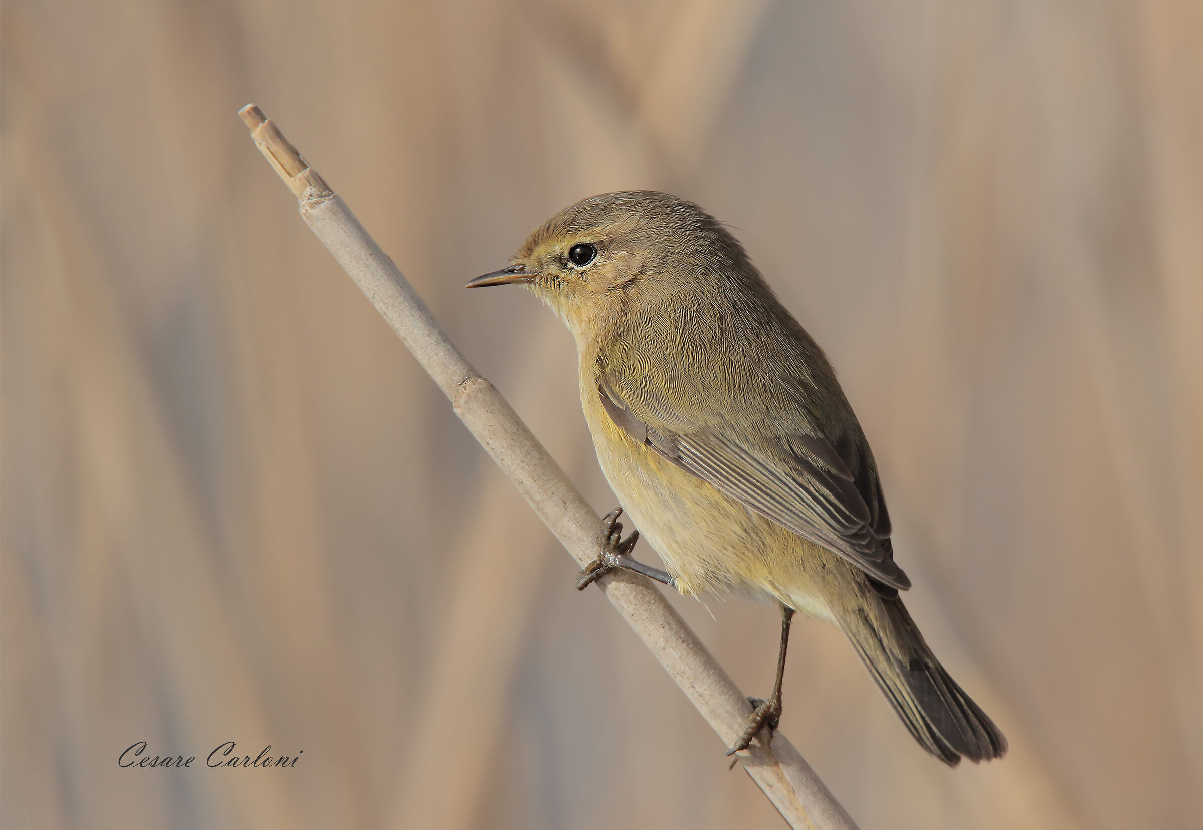 lui' piccolo (phylloscopus collybita)