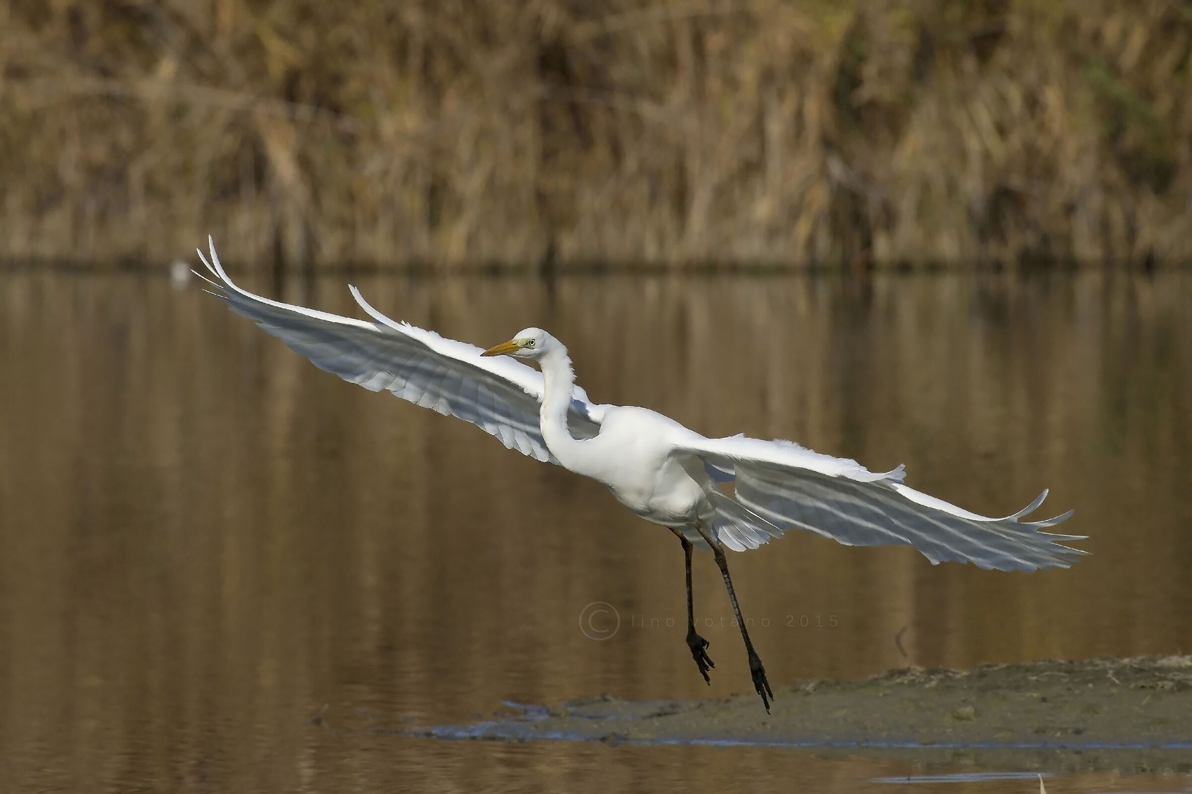 Greater White Heron