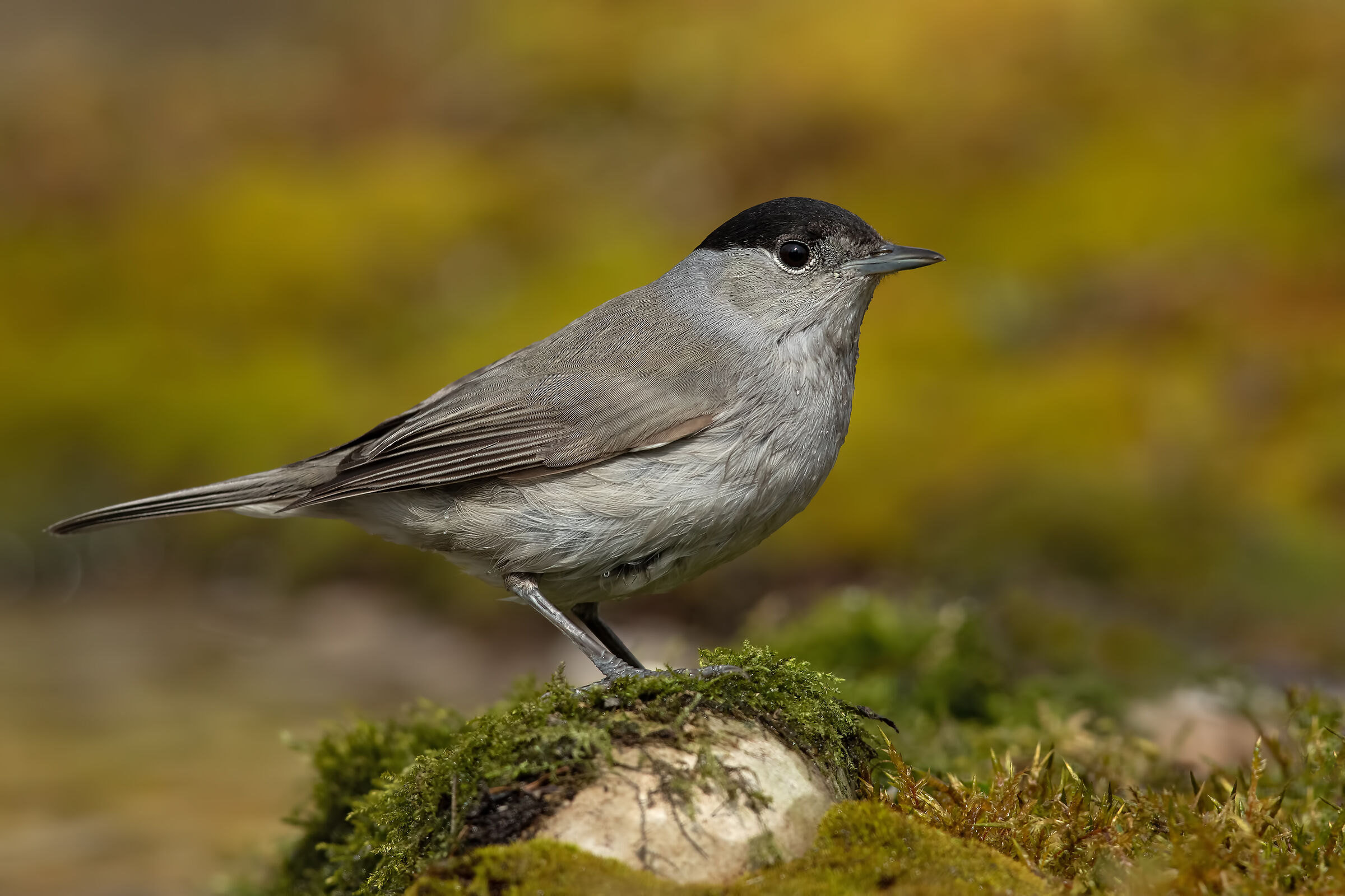Blackcap