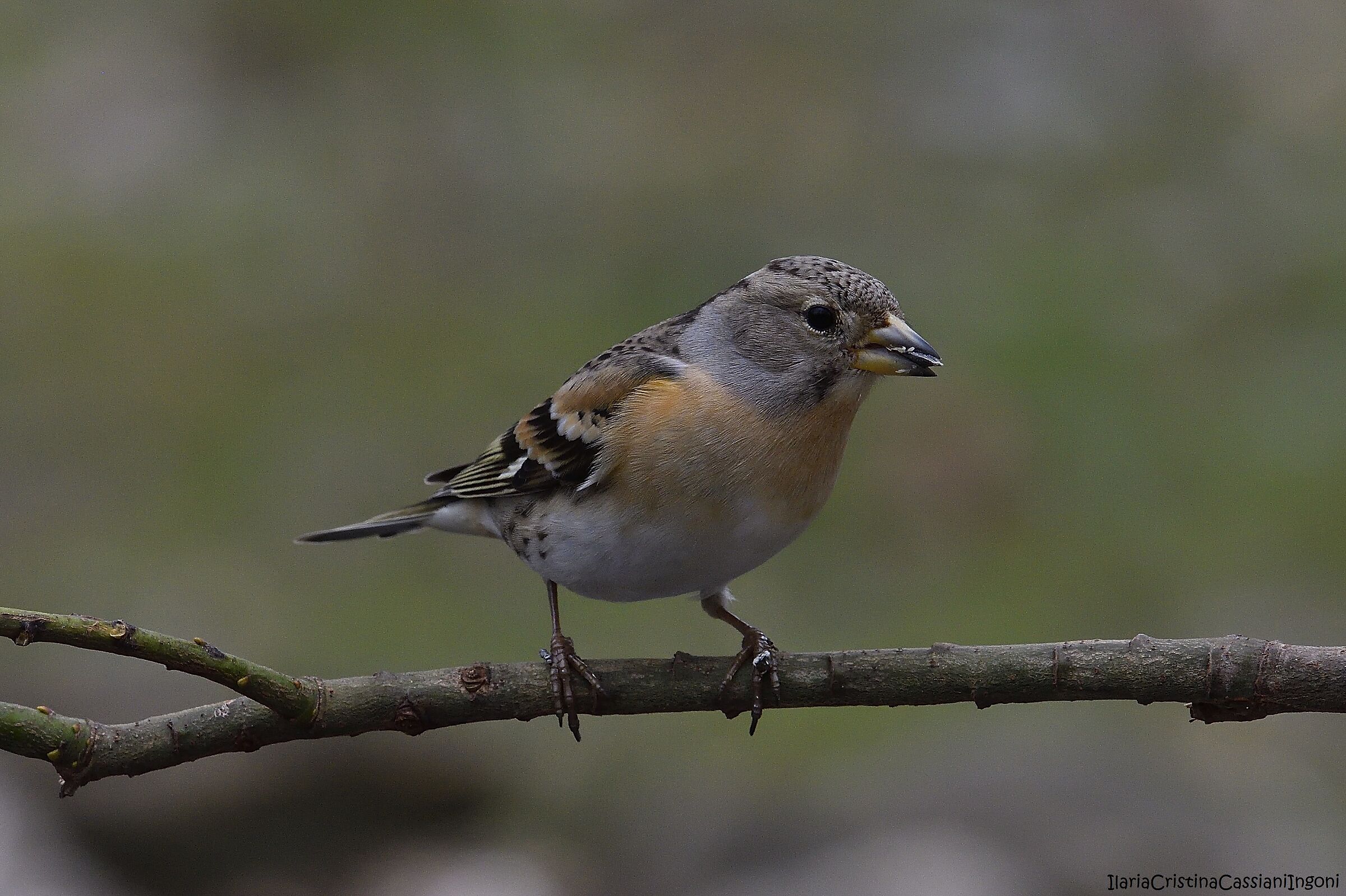Peppola Female