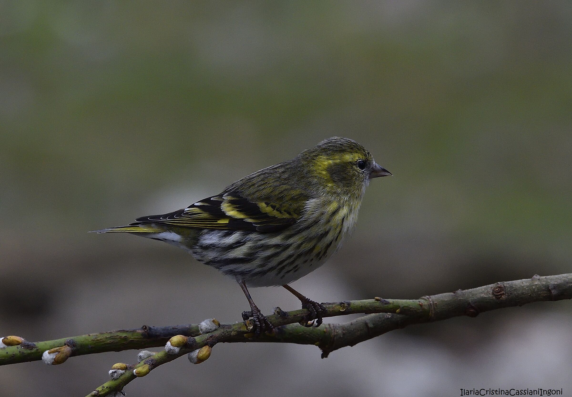 Female Siskin