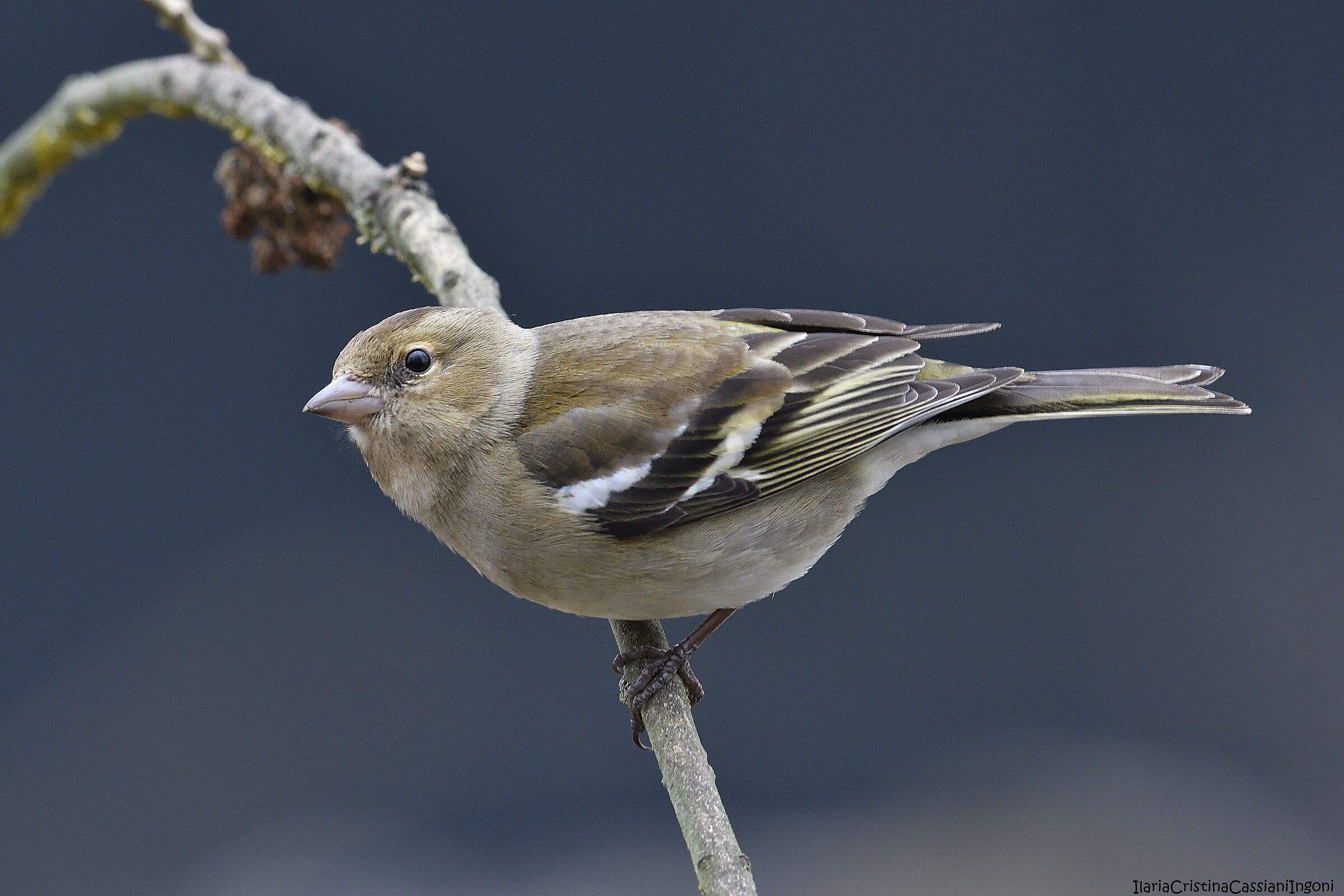 Female finches