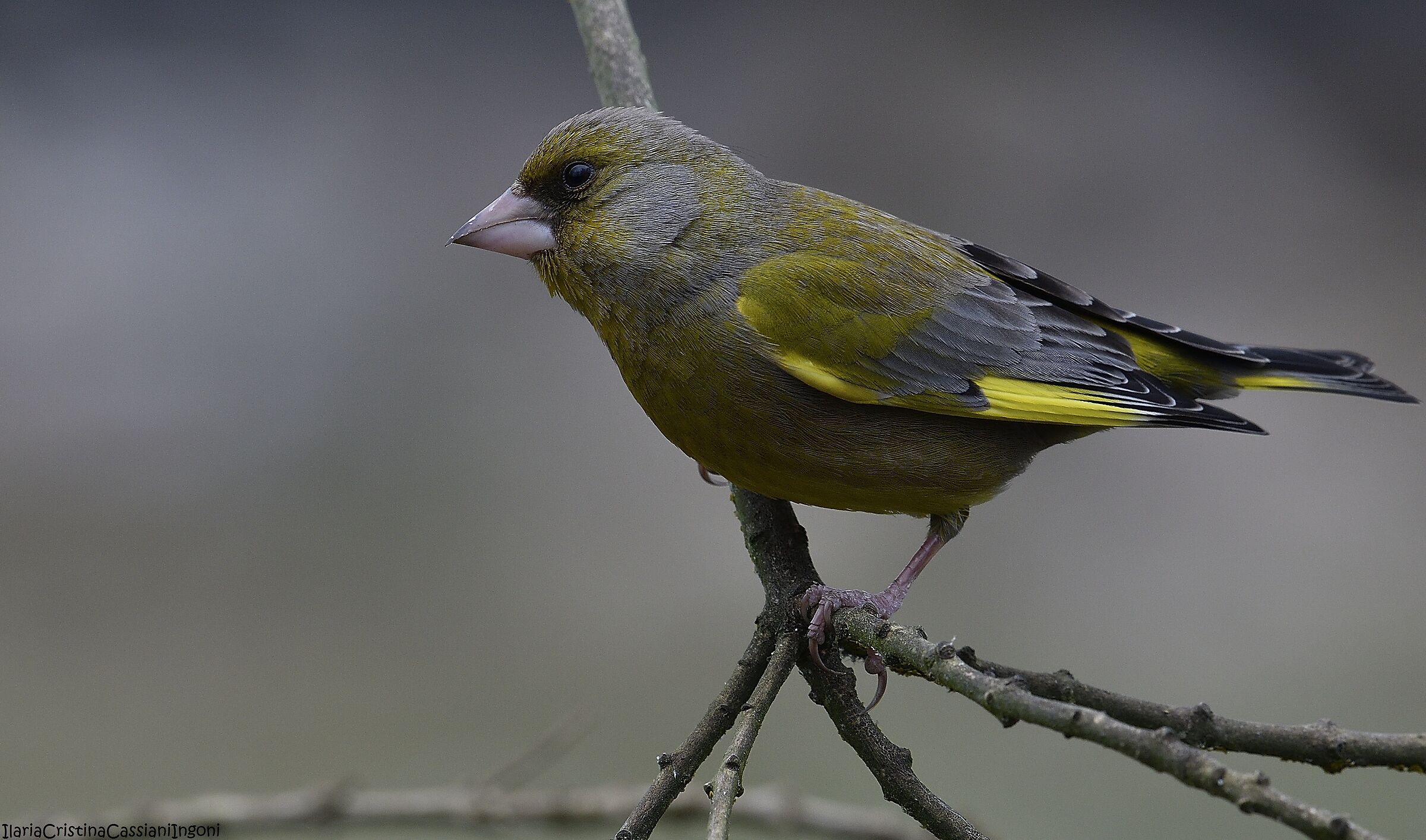 Male Verdone