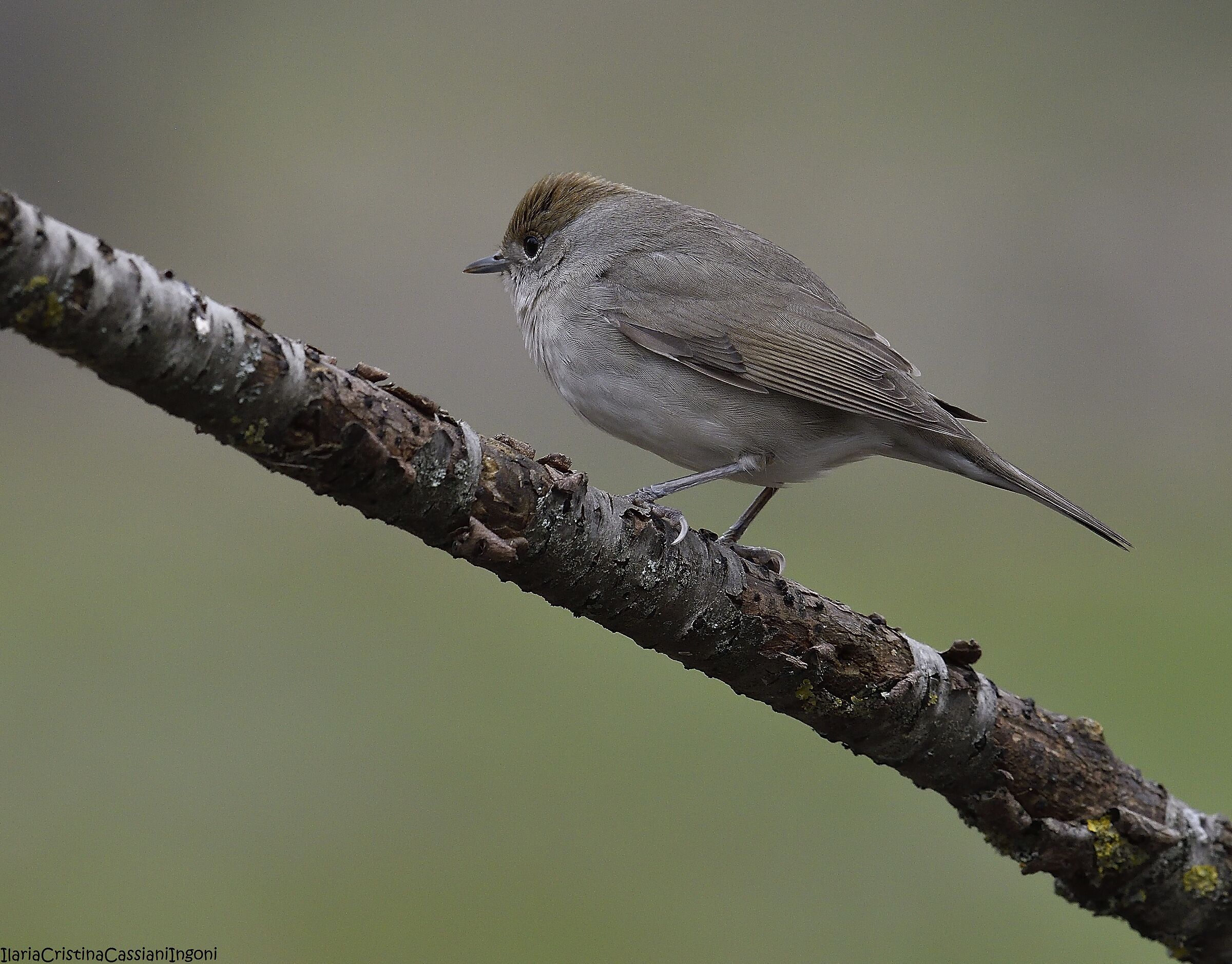 Female Capinera