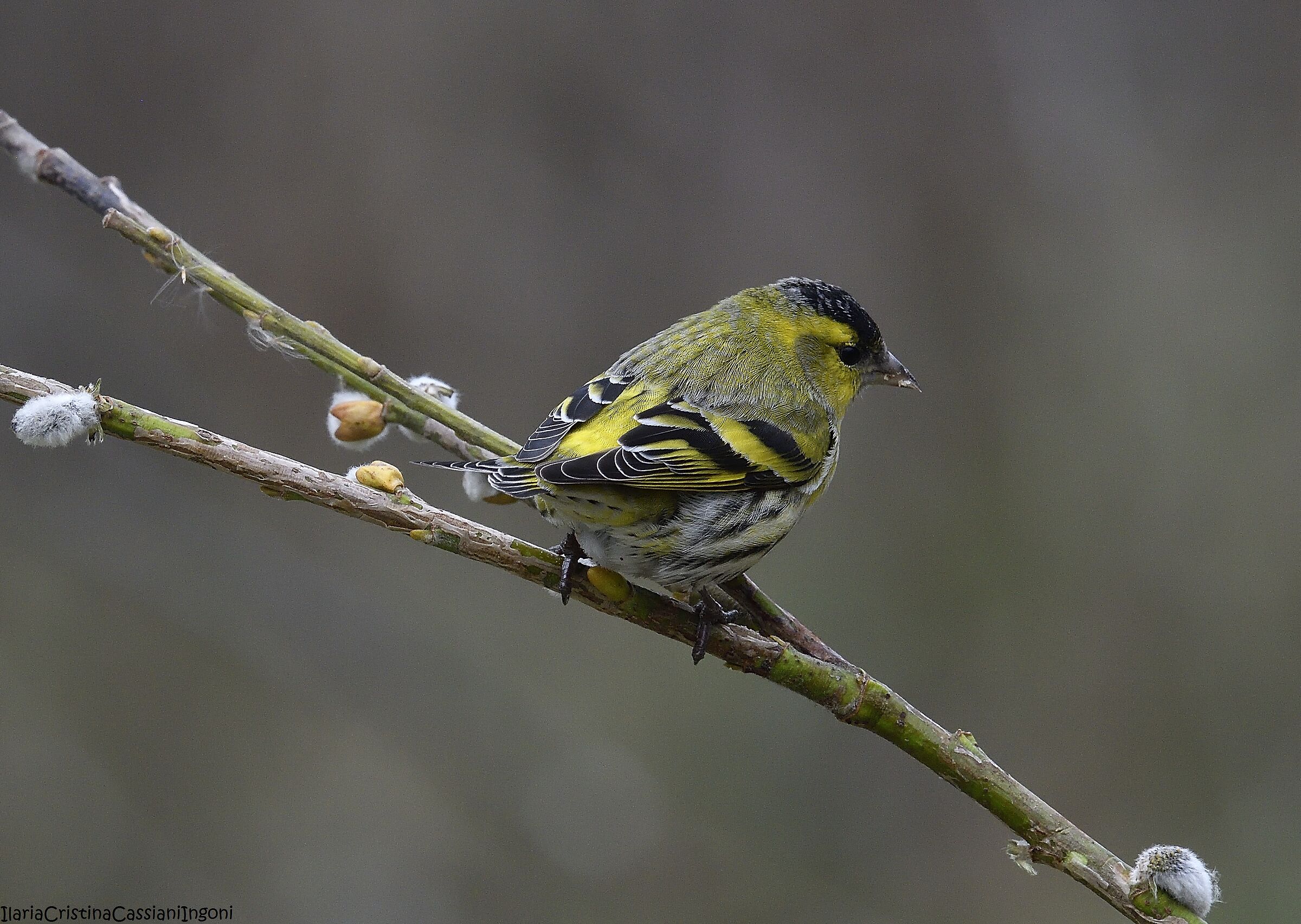 Male Siskin