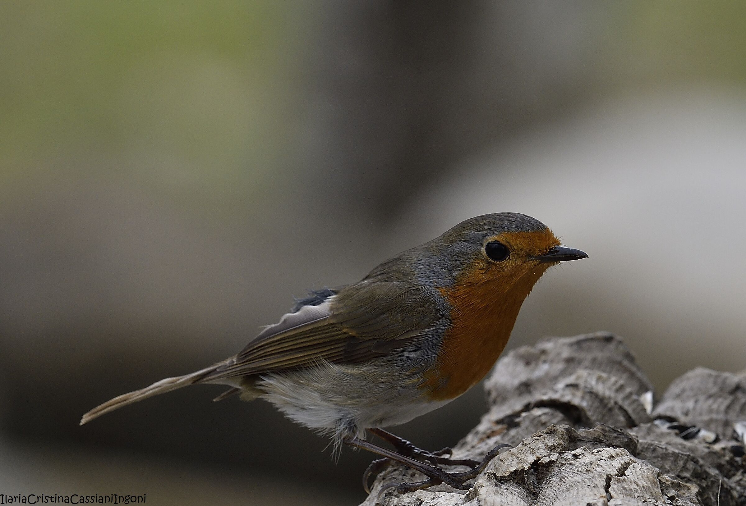 Robin