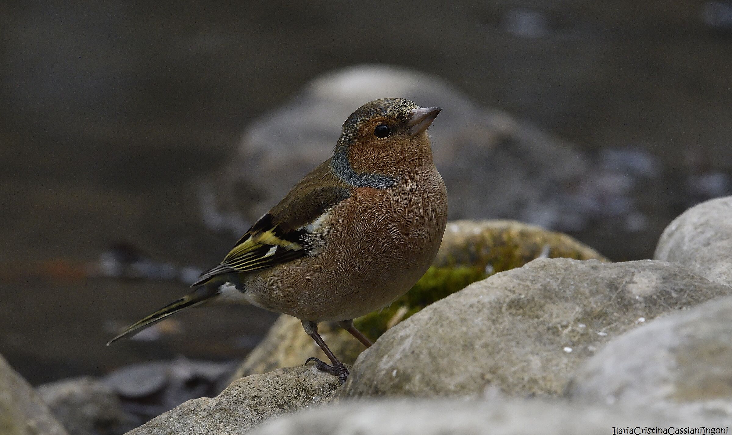 Male finches