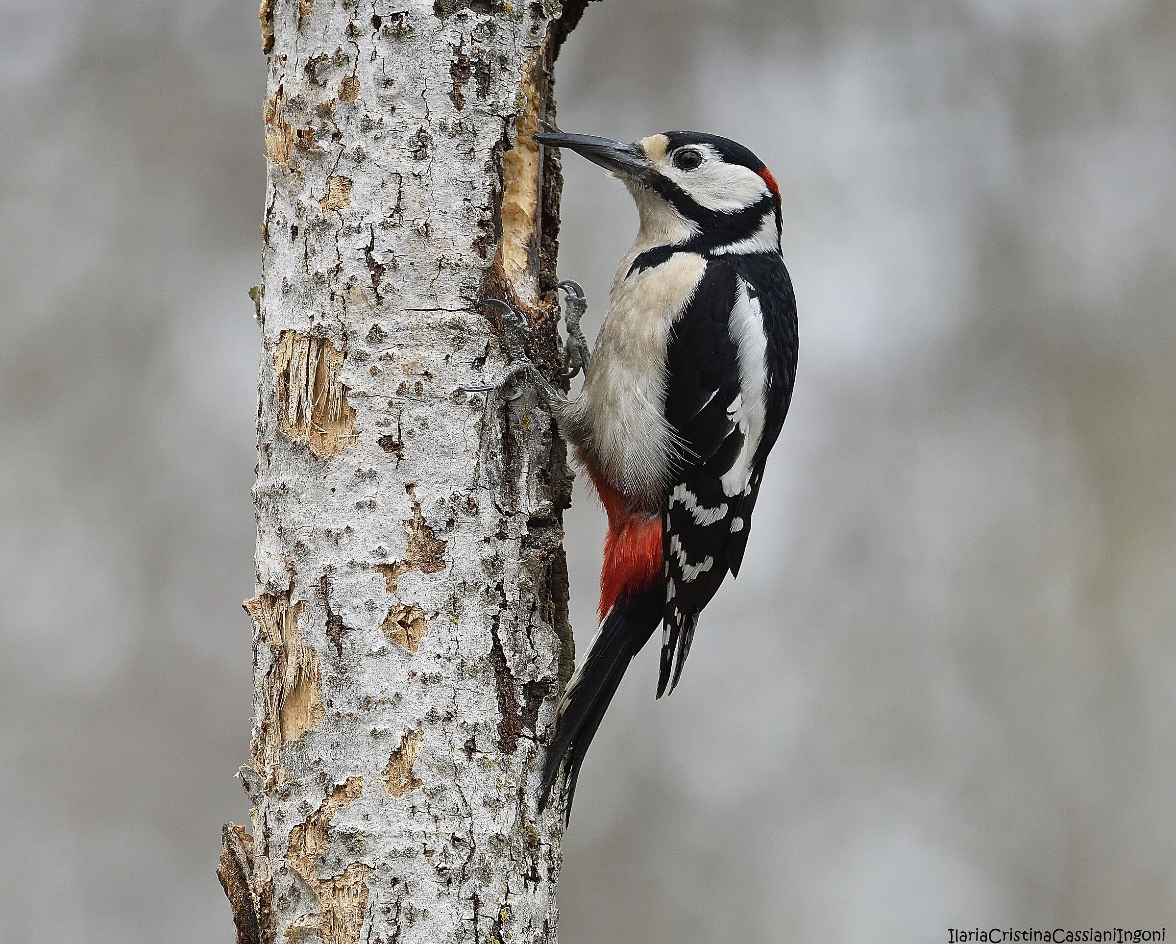Picchio rosso maggiore maschio