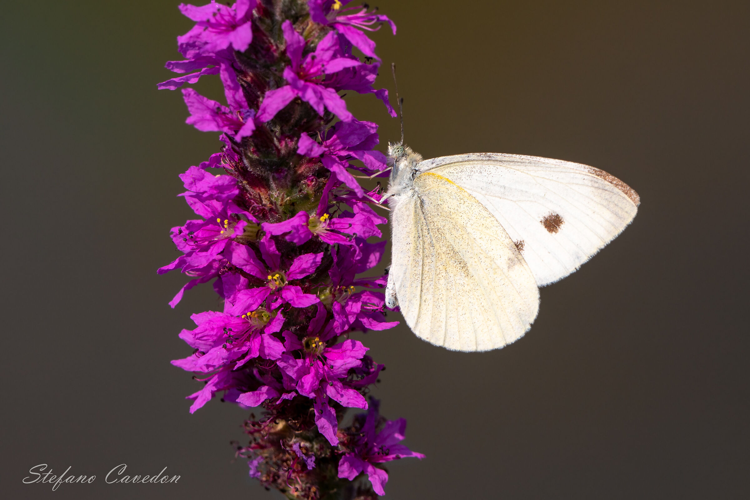 Pieris brassicae